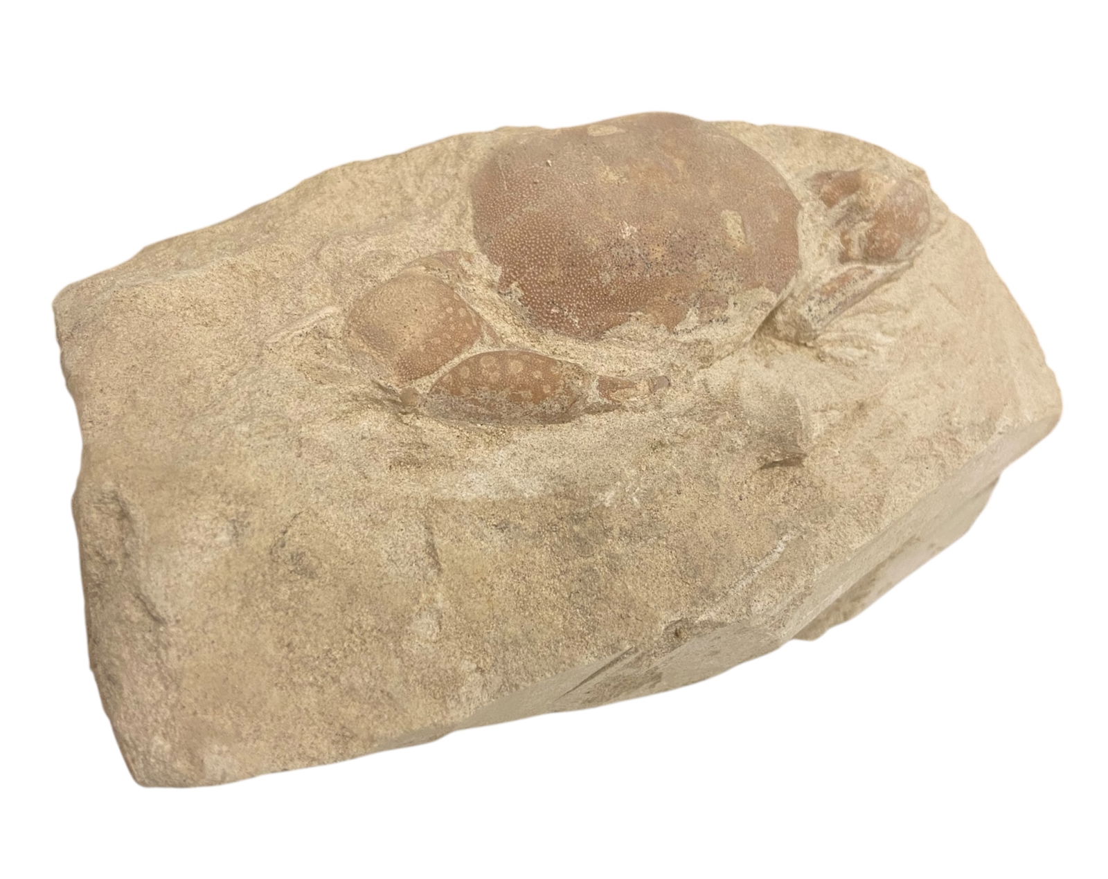 FOSSIL: Cretaceous Fossilized Crab - Exceptional Specimen,6.5x11.5cm, 325g: A remarkable fossilized crab from the Cretaceous period, exhibiting well-preserved morphological features, including distinct claws, a rounded carapace, and detailed exoskeletal texture. Measuring 6.5