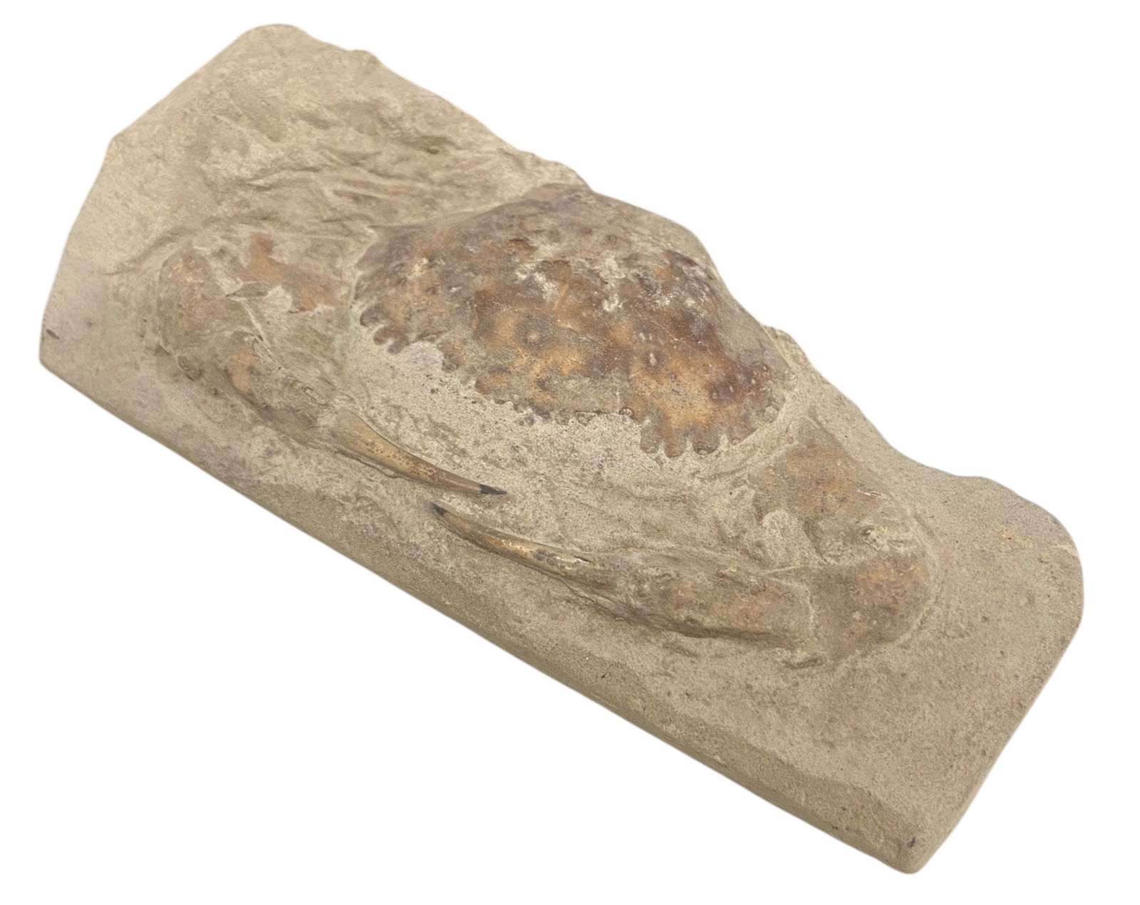 FOSSIL: Cretaceous Fossilized Crab - Exceptional Specimen, 6.8x15cm, 340g: A remarkable fossilized crab from the Cretaceous period, exhibiting well-preserved morphological features, including distinct claws, a rounded carapace, and detailed exoskeletal texture. Measuring 6.8