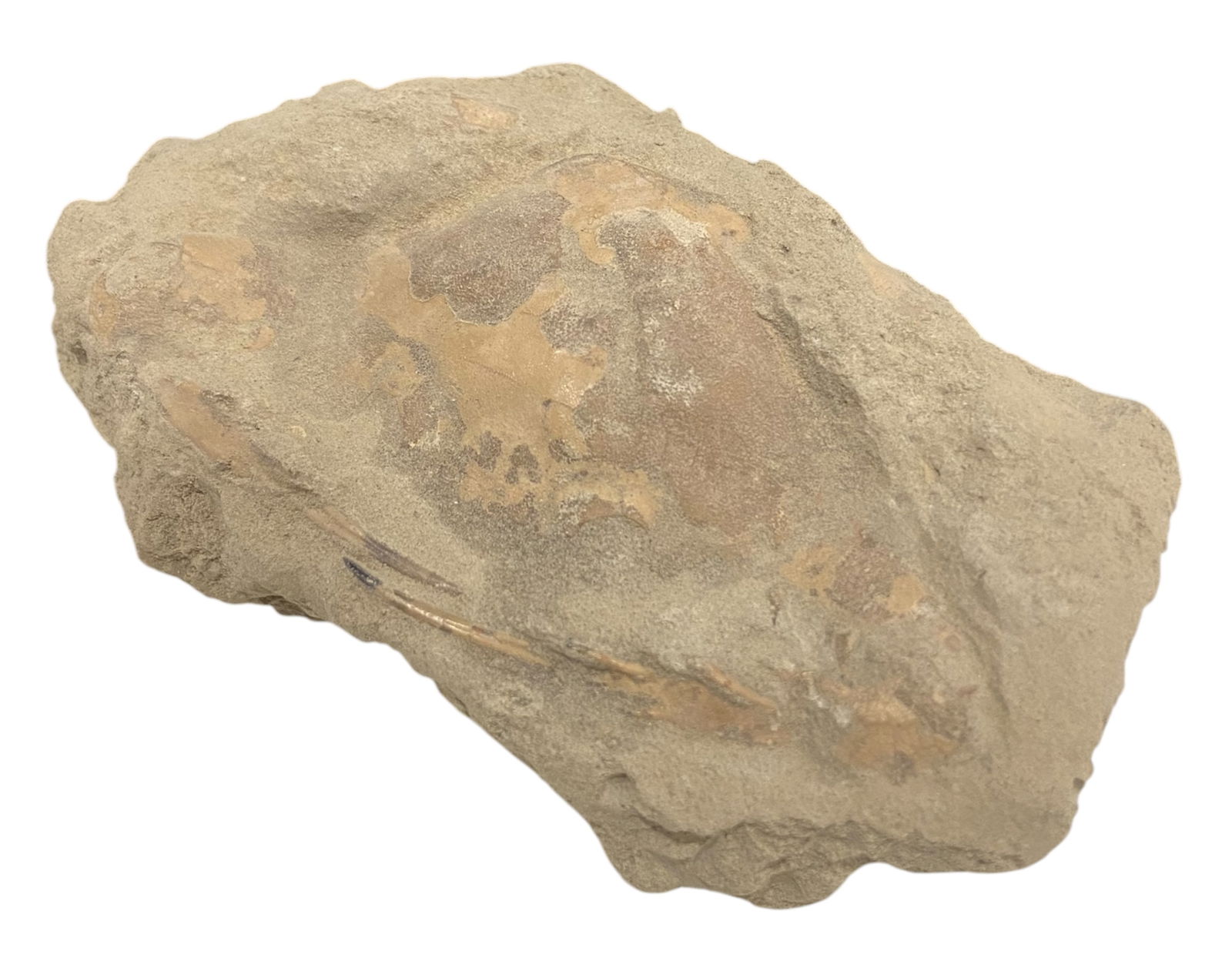 FOSSIL: Cretaceous Fossilized Crab - Exceptional Specimen, 6x11cm, 170g: A remarkable fossilized crab from the Cretaceous period, exhibiting well-preserved morphological features, including distinct claws, a rounded carapace, and detailed exoskeletal texture. Measuring 6x1