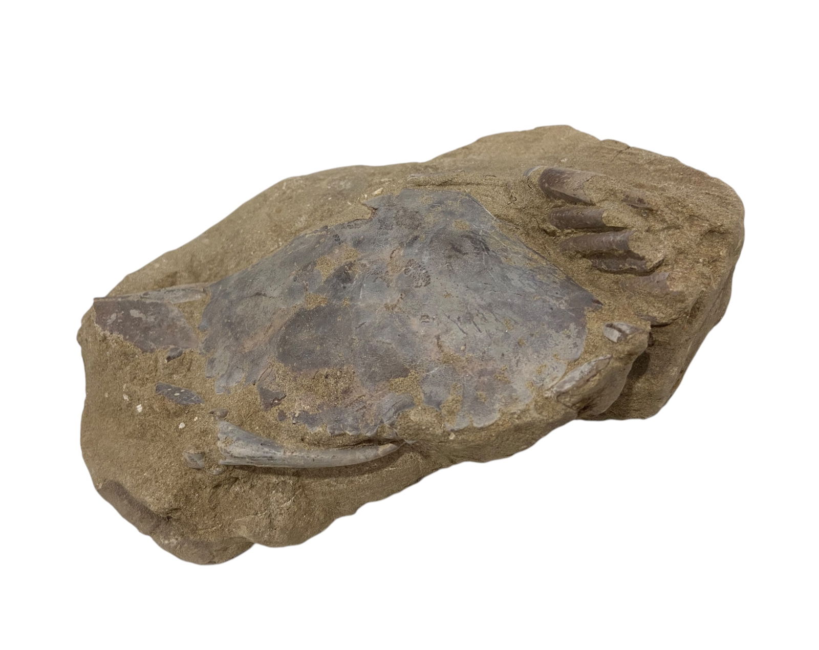 FOSSIL: Cretaceous Fossilized Crab - Exceptional Specimen, 9x14.5cm,: A remarkable fossilized crab from the Cretaceous period, exhibiting well-preserved morphological features, including distinct claws, a rounded carapace, and detailed exoskeletal texture. Measuring 9x1