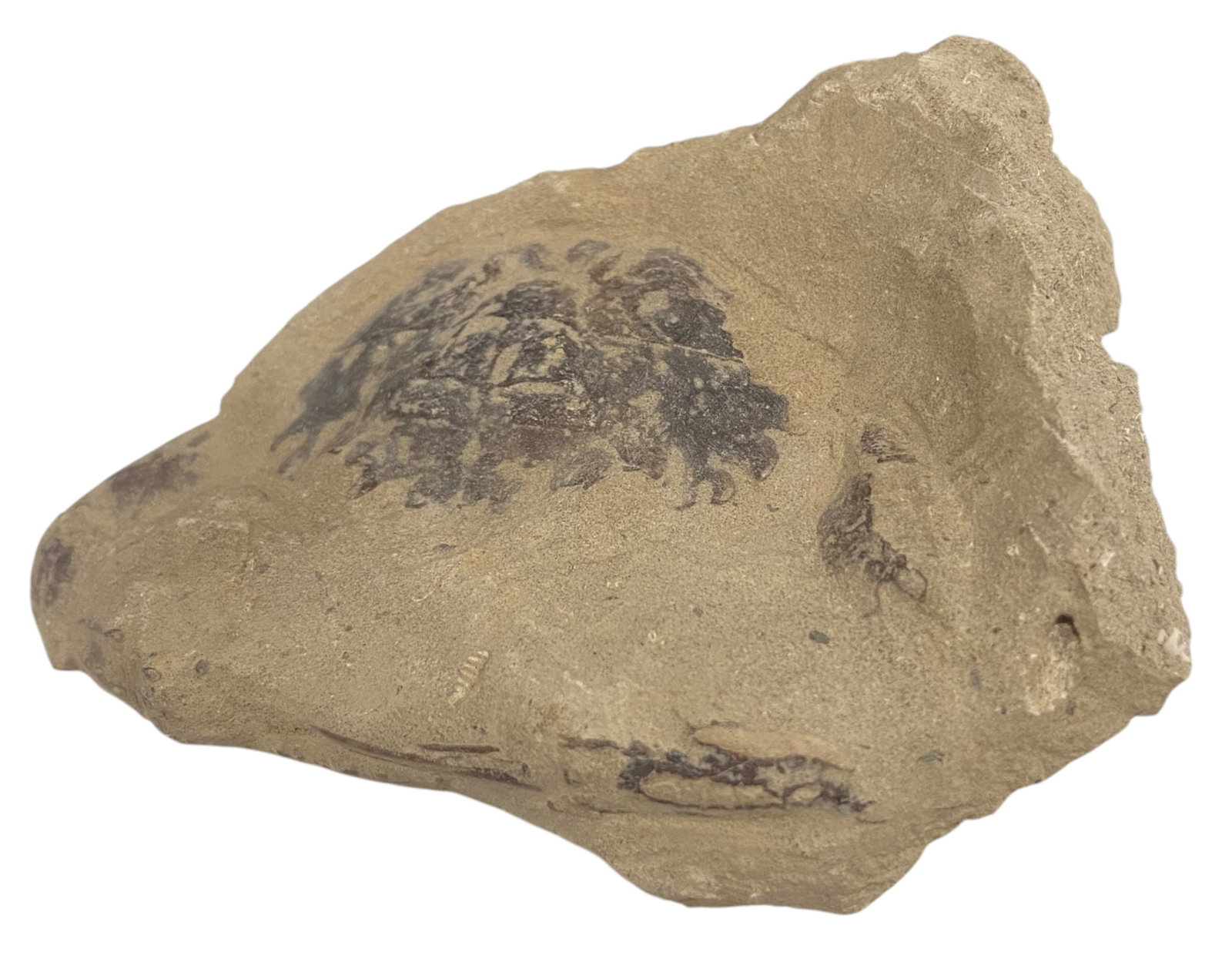 FOSSIL: Cretaceous Fossilized Crab - Exceptional Specimen,7x11cm, 205g: A remarkable fossilized crab from the Cretaceous period, exhibiting well-preserved morphological features, including distinct claws, a rounded carapace, and detailed exoskeletal texture. Measuring 7x1