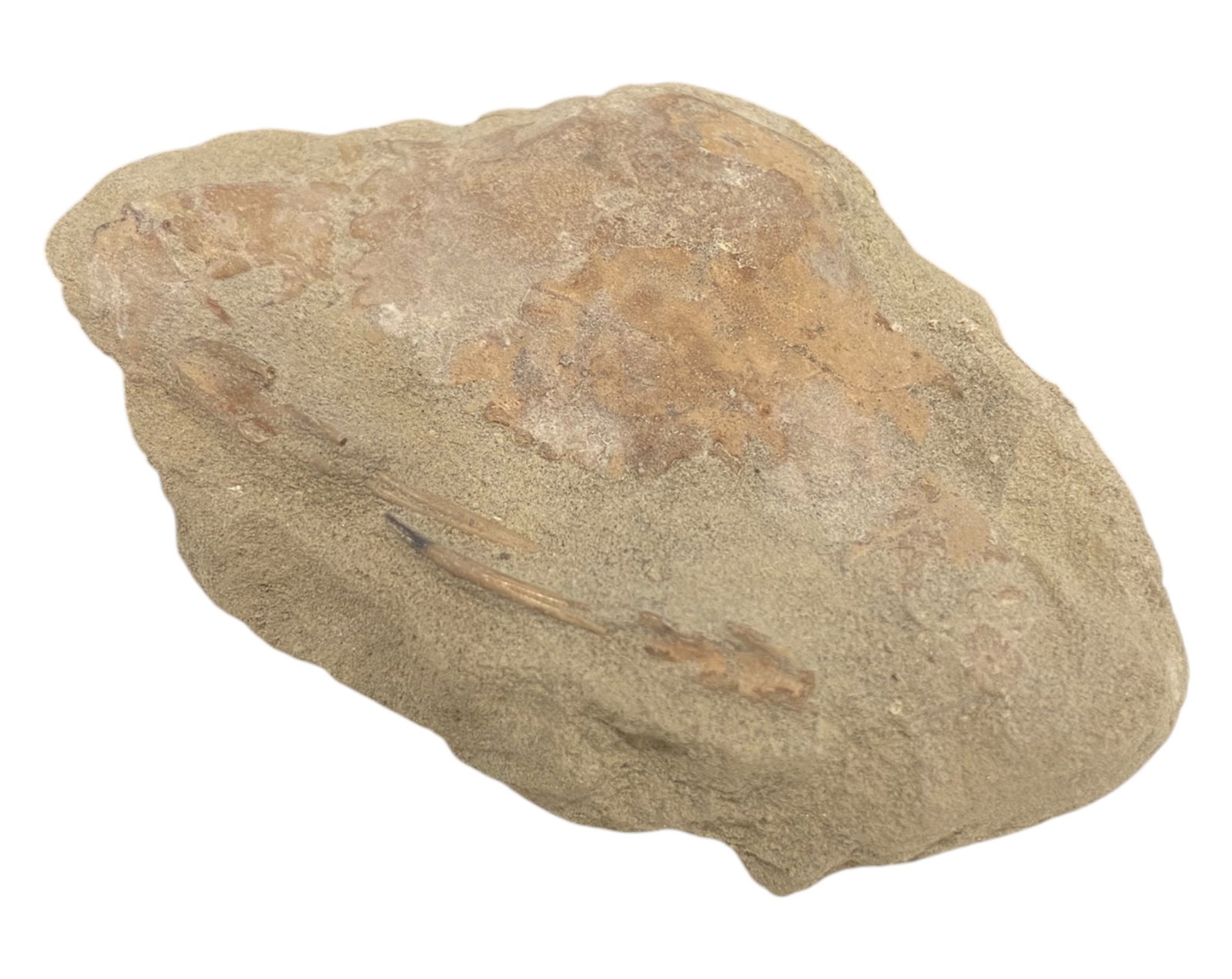 FOSSIL: Cretaceous Fossilized Crab - Exceptional Specimen, 5x7.5cm, 58g: A remarkable fossilized crab from the Cretaceous period, exhibiting well-preserved morphological features, including distinct claws, a rounded carapace, and detailed exoskeletal texture. Measuring 5x7