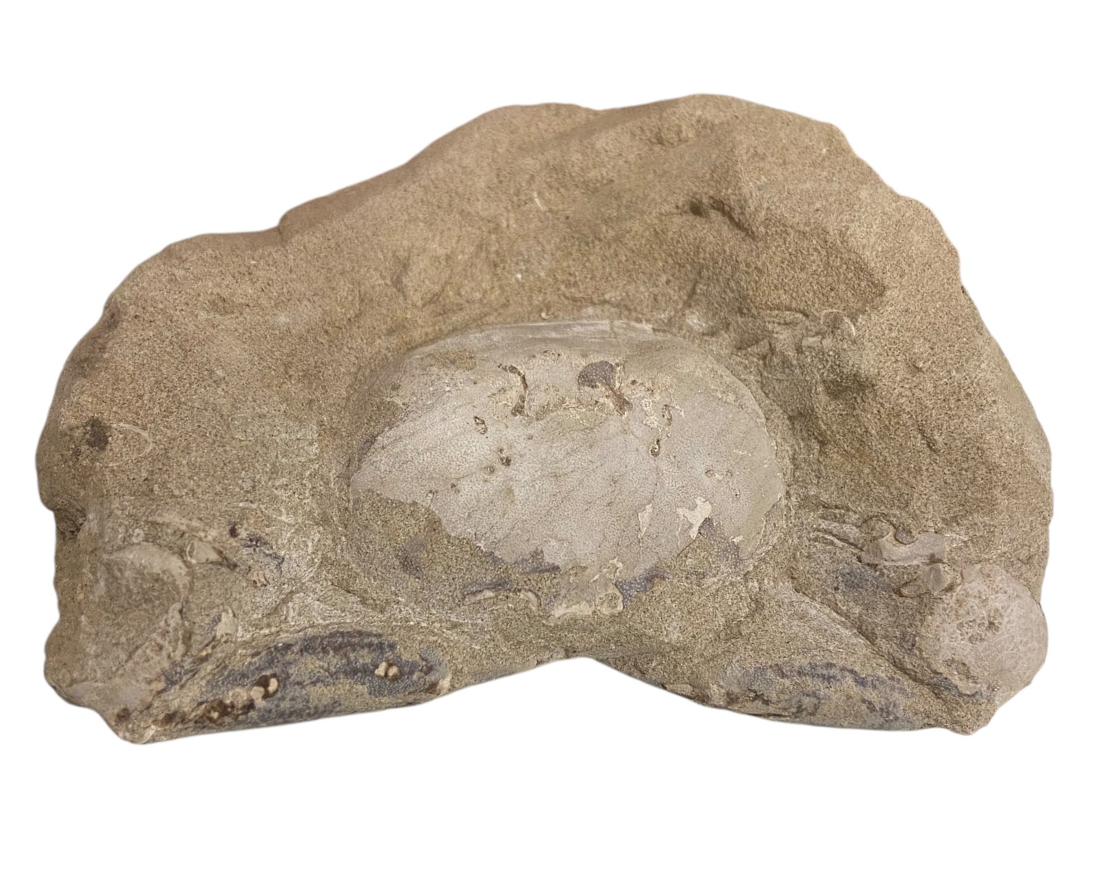 FOSSIL: Cretaceous Fossilized Crab - Exceptional Specimen, 7x13cm, 390g: A remarkable fossilized crab from the Cretaceous period, exhibiting well-preserved morphological features, including distinct claws, a rounded carapace, and detailed exoskeletal texture. Measuring 7x1