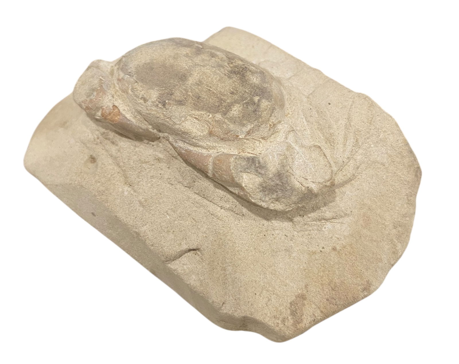 FOSSIL: Cretaceous Fossilized Crab - Exceptional Specimen, 6x9.5cm, 215g: A remarkable fossilized crab from the Cretaceous period, exhibiting well-preserved morphological features, including distinct claws, a rounded carapace, and detailed exoskeletal texture. Measuring 6x9