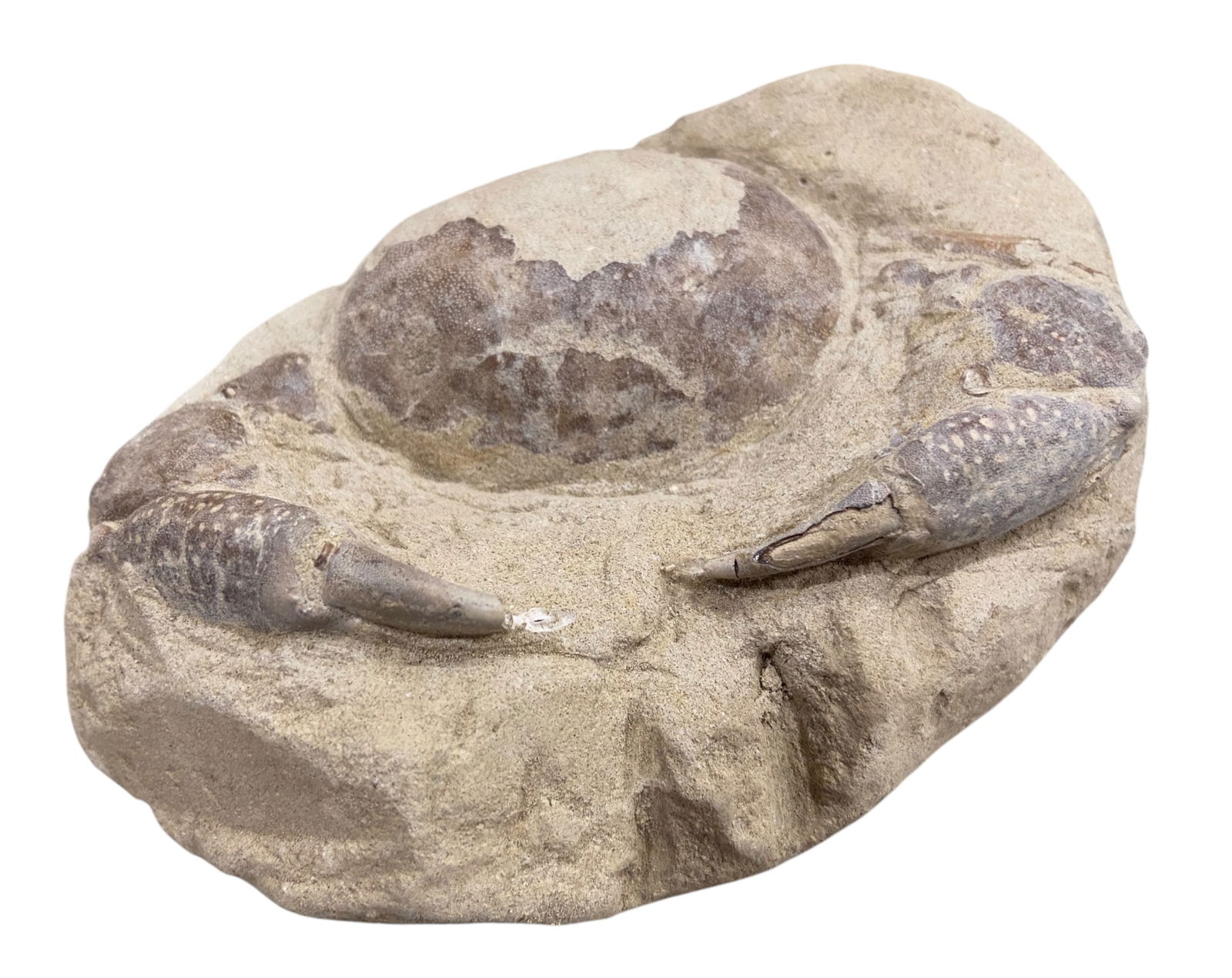 FOSSIL: Cretaceous Fossilized Crab - Exceptional Specimen, 8x11.5cm, 340g (1 of 1)
