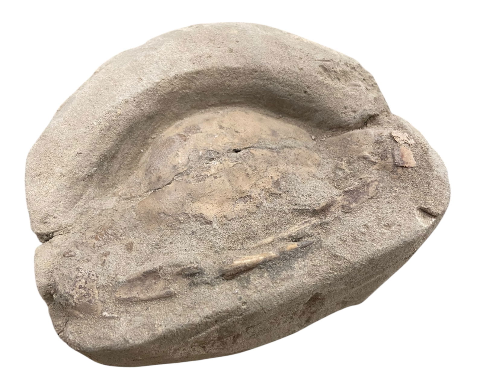 FOSSIL: Cretaceous Fossilized Crab - Exceptional Specimen, 7.5x9cm, 300g: A remarkable fossilized crab from the Cretaceous period, exhibiting well-preserved morphological features, including distinct claws, a rounded carapace, and detailed exoskeletal texture. Measuring 7.5