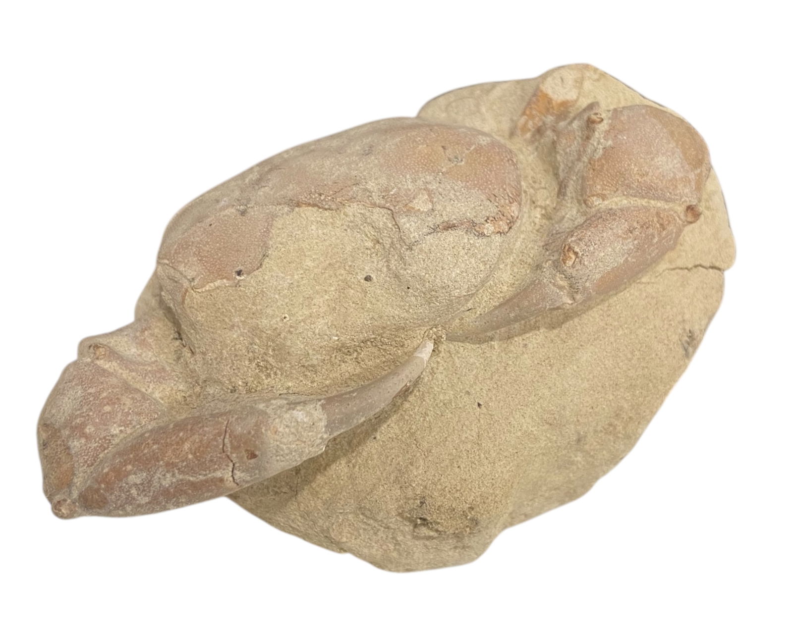 FOSSIL: Cretaceous Fossilized Crab - Exceptional Specimen, 4.7x8.2 cm, 75g: A remarkable fossilized crab from the Cretaceous period, exhibiting well-preserved morphological features, including distinct claws, a rounded carapace, and detailed exoskeletal texture. Measuring 4.7