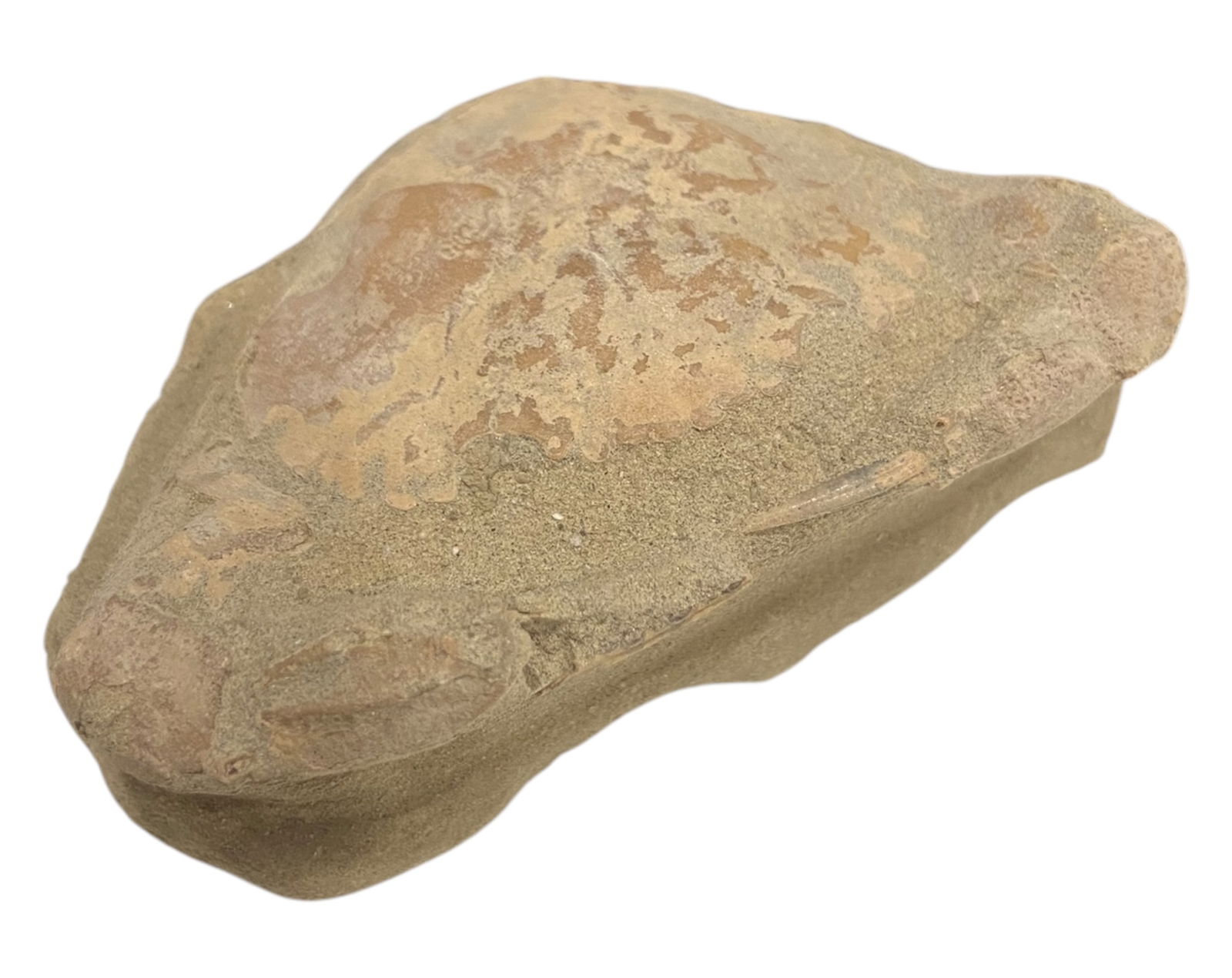 FOSSIL: Cretaceous Fossilized Crab - Exceptional Specimen,4.7x7.5cm, 107g (1 of 1)