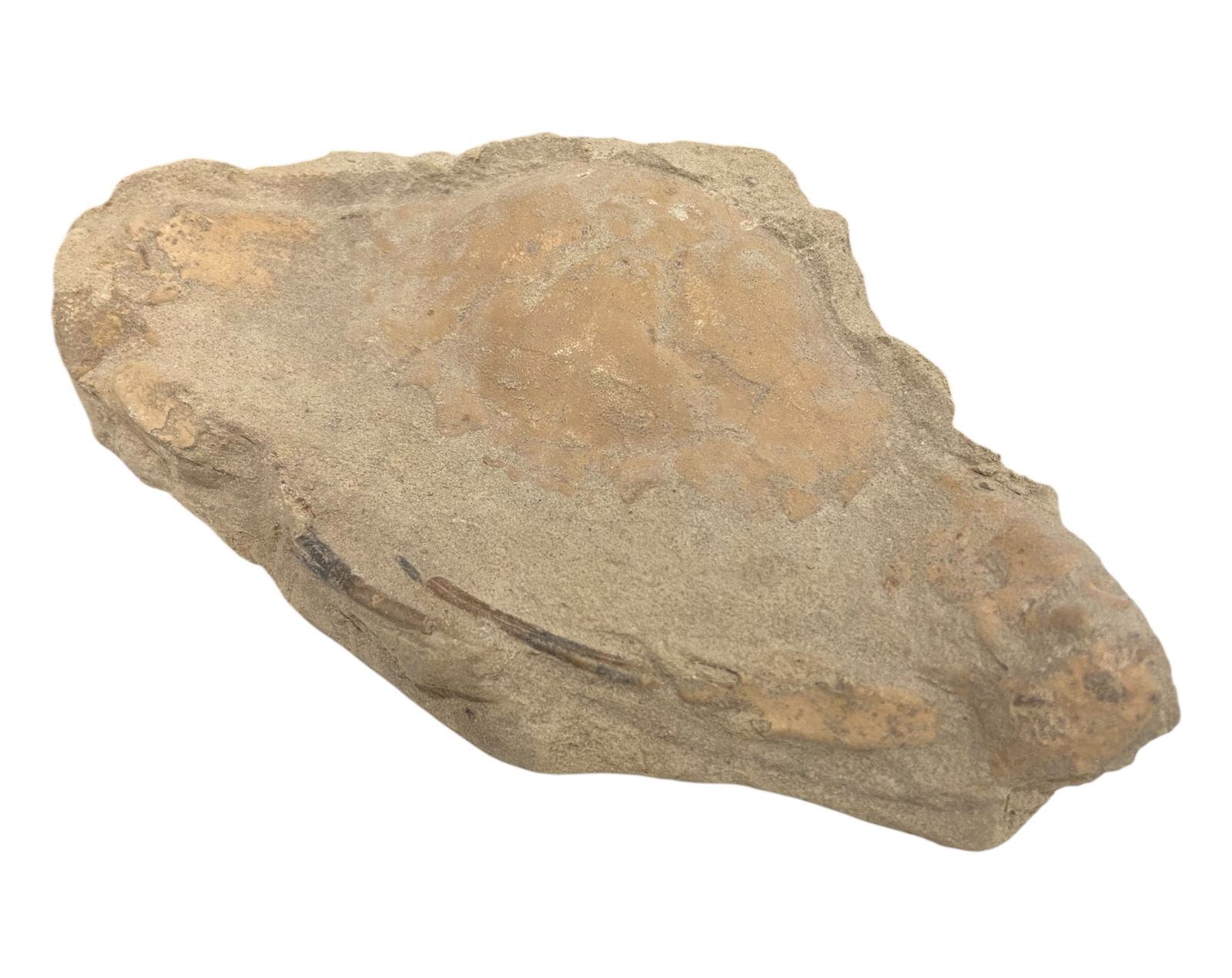 FOSSIL: Cretaceous Fossilized Crab - Exceptional Specimen, 7.5x13cm, 219g: A remarkable fossilized crab from the Cretaceous period, exhibiting well-preserved morphological features, including distinct claws, a rounded carapace, and detailed exoskeletal texture. Measuring 7.5