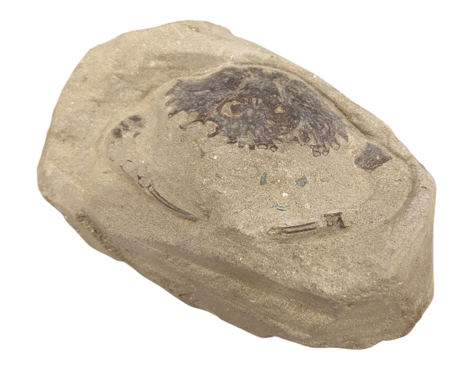 FOSSIL: Cretaceous Fossilized Crab - Exceptional Specimen, 5.5x9.5cm, 270g: A remarkable fossilized crab from the Cretaceous period, exhibiting well-preserved morphological features, including distinct claws, a rounded carapace, and detailed exoskeletal texture. Measuring 5.5