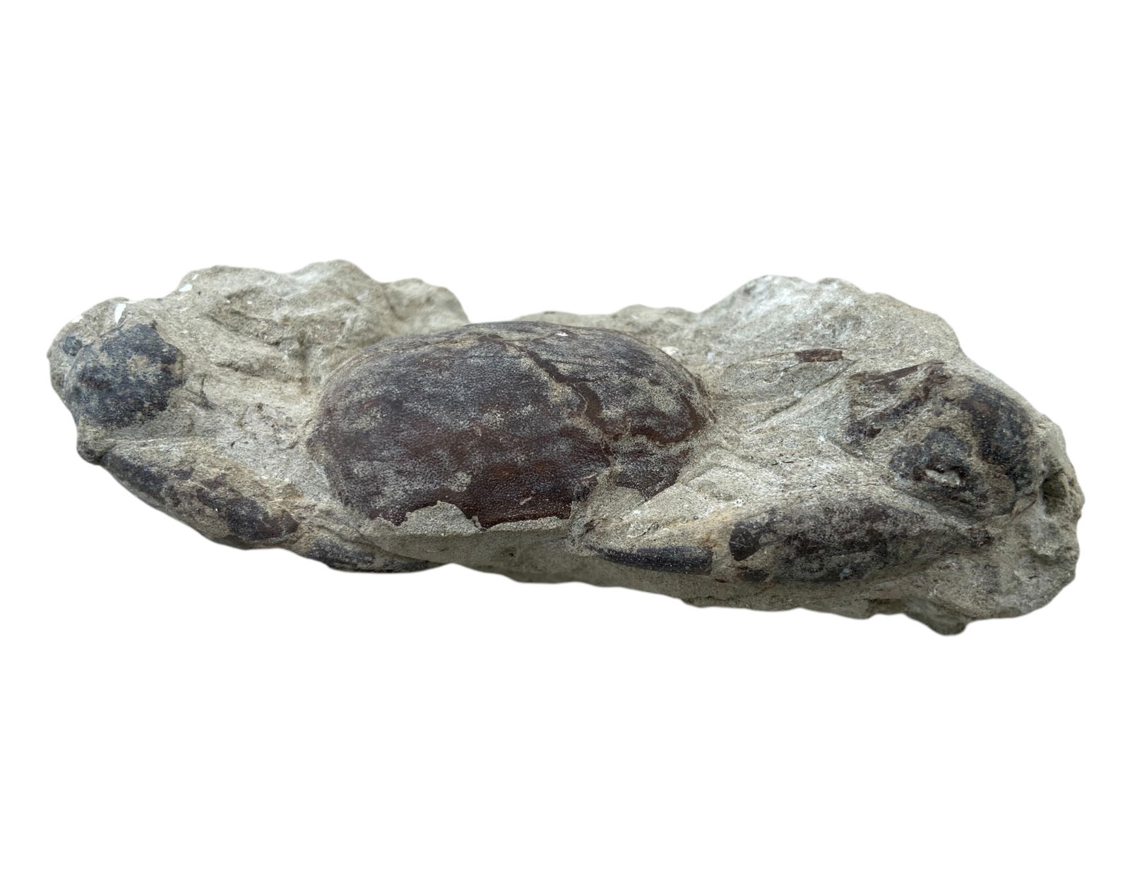 FOSSIL: Cretaceous Fossilized Crab - Exceptional Specimen, 11x5cm, 194g: A remarkable fossilized crab from the Cretaceous period, exhibiting well-preserved morphological features, including distinct claws, a rounded carapace, and detailed exoskeletal texture. Measuring 7.5