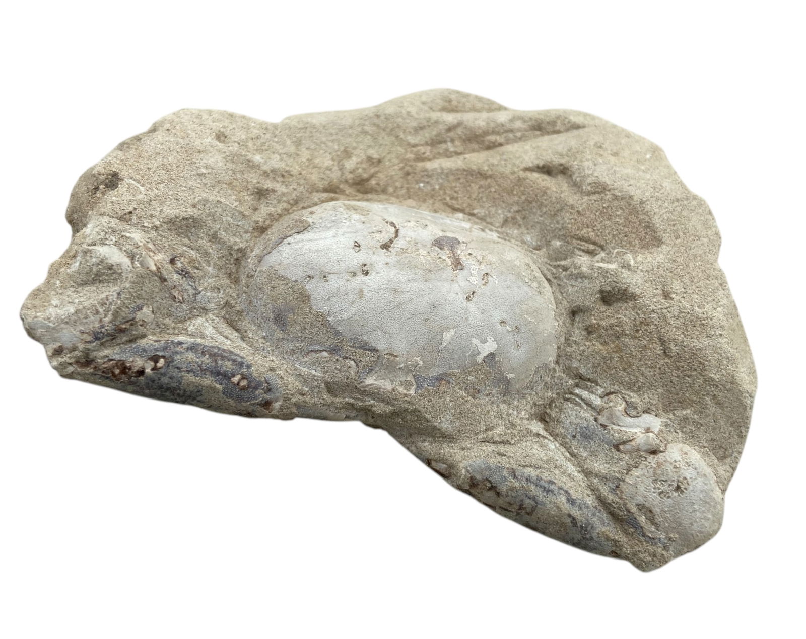 FOSSIL: Cretaceous Fossilized Crab - Exceptional Specimen, 7x9.5cm, 135g: A remarkable fossilized crab from the Cretaceous period, exhibiting well-preserved morphological features, including distinct claws, a rounded carapace, and detailed exoskeletal texture. Measuring 6x1