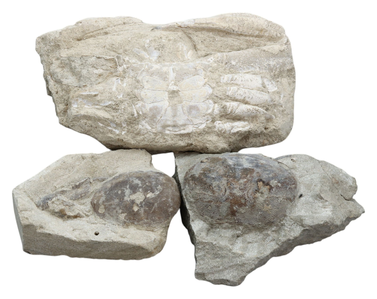 FOSSIL: Cretaceous Fossilized Crab - Exceptional Specimen, 8-13cm, 795g (1 of 1)