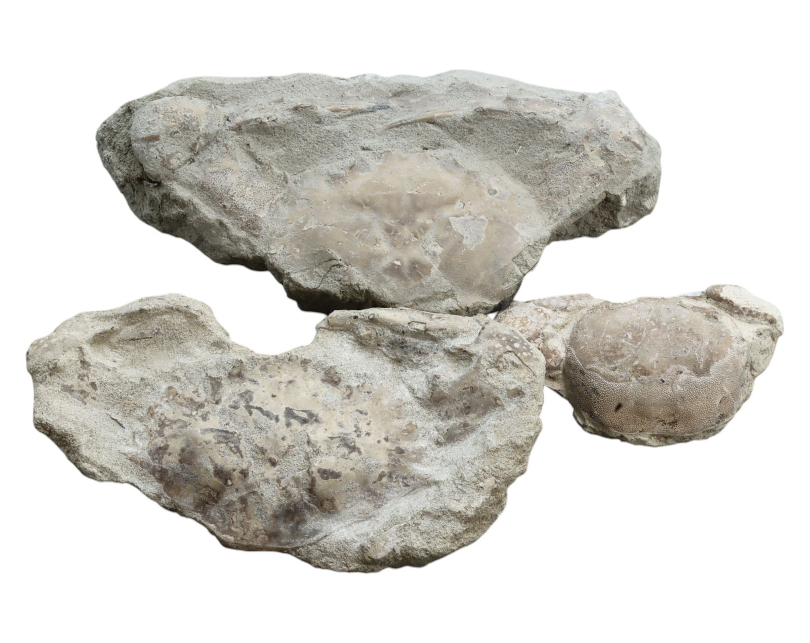 FOSSIL: Cretaceous Fossilized Crab - Exceptional Specimen, 6.5-112cm, 287g: A remarkable fossilized crab from the Cretaceous period, exhibiting well-preserved morphological features, including distinct claws, a rounded carapace, and detailed exoskeletal texture. This specimen