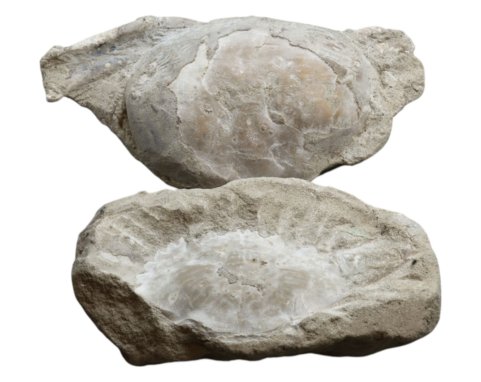 FOSSIL: Cretaceous Fossilized Crab - Exceptional Specimen, 11.5-12.5cm, 352g (1 of 1)