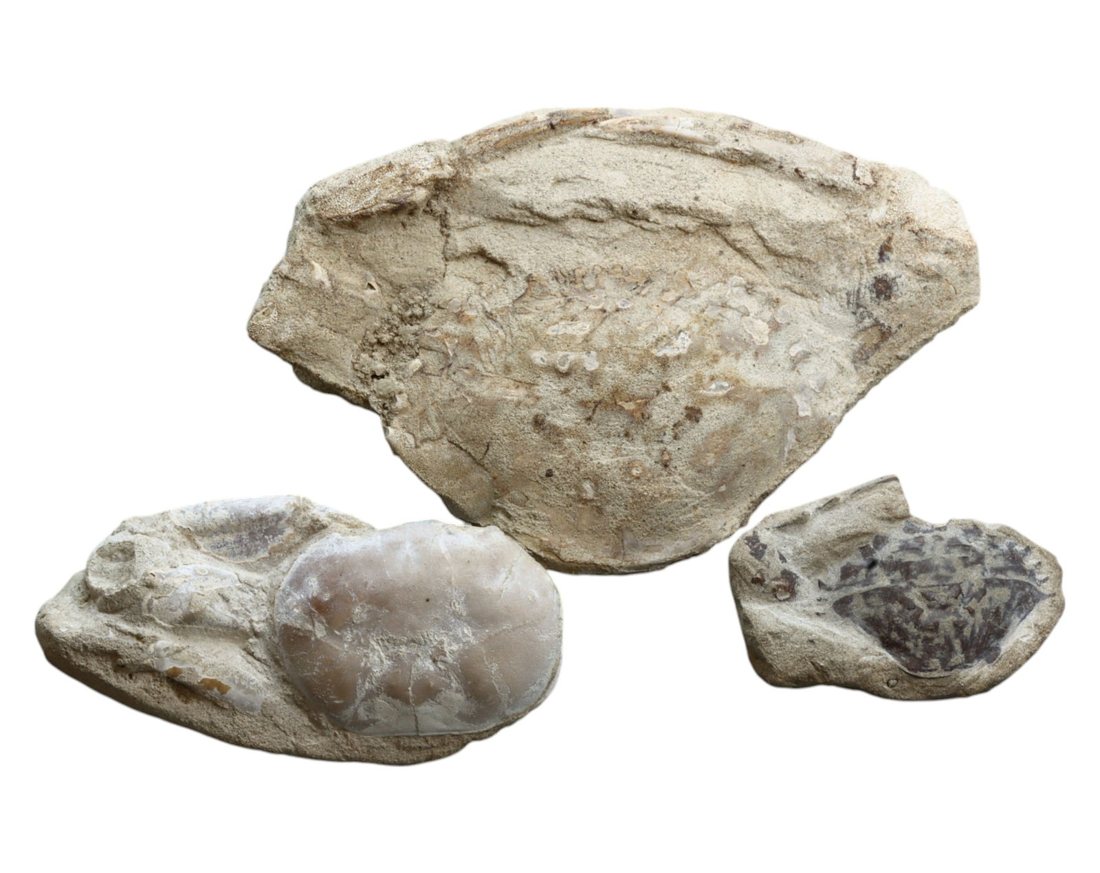 FOSSIL: Cretaceous Fossilized Crab - Exceptional Specimen, 5-12cm, 253g: A remarkable fossilized crab from the Cretaceous period, exhibiting well-preserved morphological features, including distinct claws, a rounded carapace, and detailed exoskeletal texture. This specimen