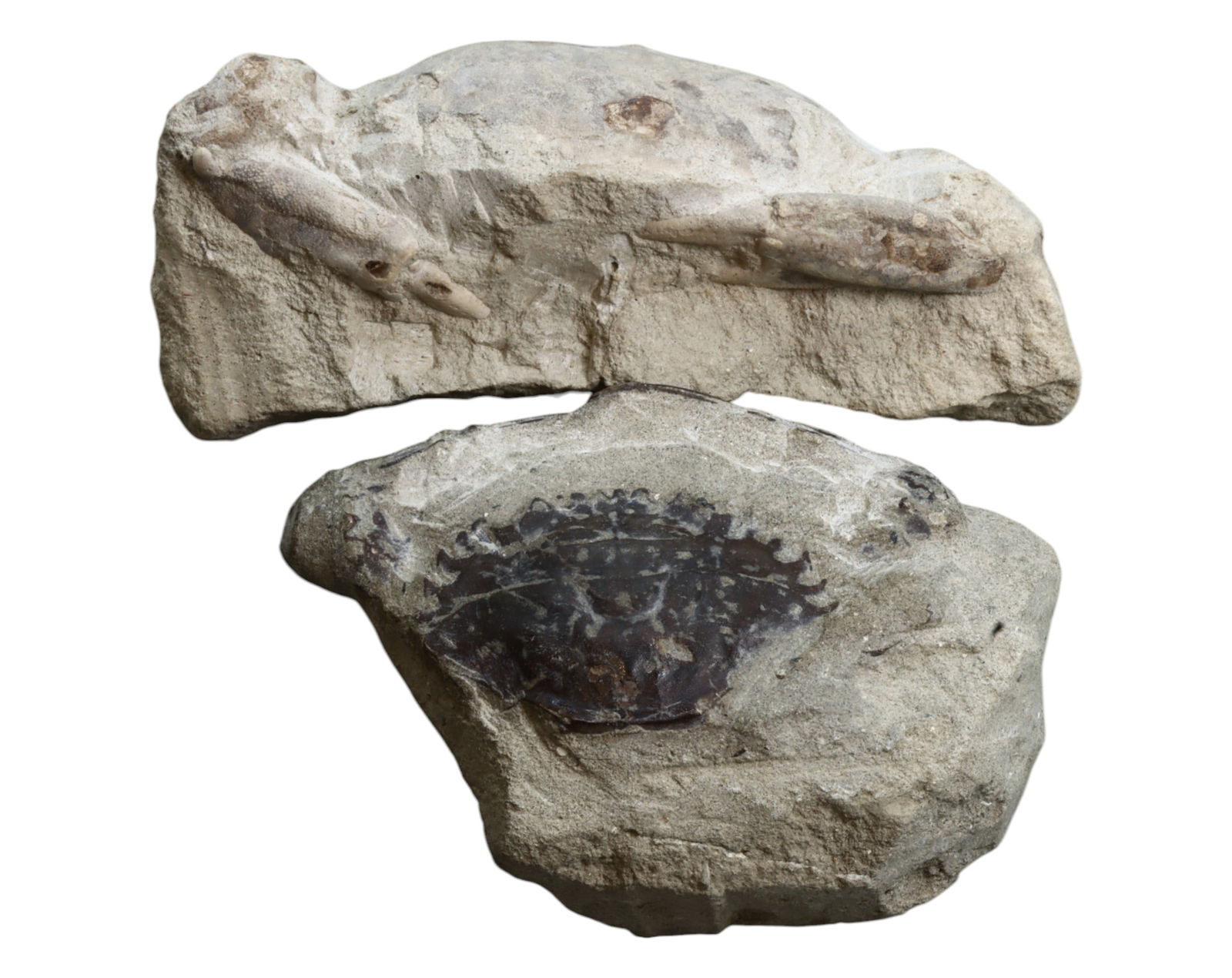 FOSSIL: Cretaceous Fossilized Crab - Exceptional Specimen, 9-11cm, 453g: A remarkable fossilized crab from the Cretaceous period, exhibiting well-preserved morphological features, including distinct claws, a rounded carapace, and detailed exoskeletal texture. This specimen