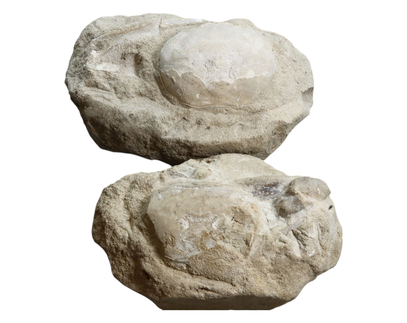 FOSSIL: Cretaceous Fossilized Crab - Exceptional Specimen, 10cm 477g: A remarkable fossilized crab from the Cretaceous period, exhibiting well-preserved morphological features, including distinct claws, a rounded carapace, and detailed exoskeletal texture. This specimen
