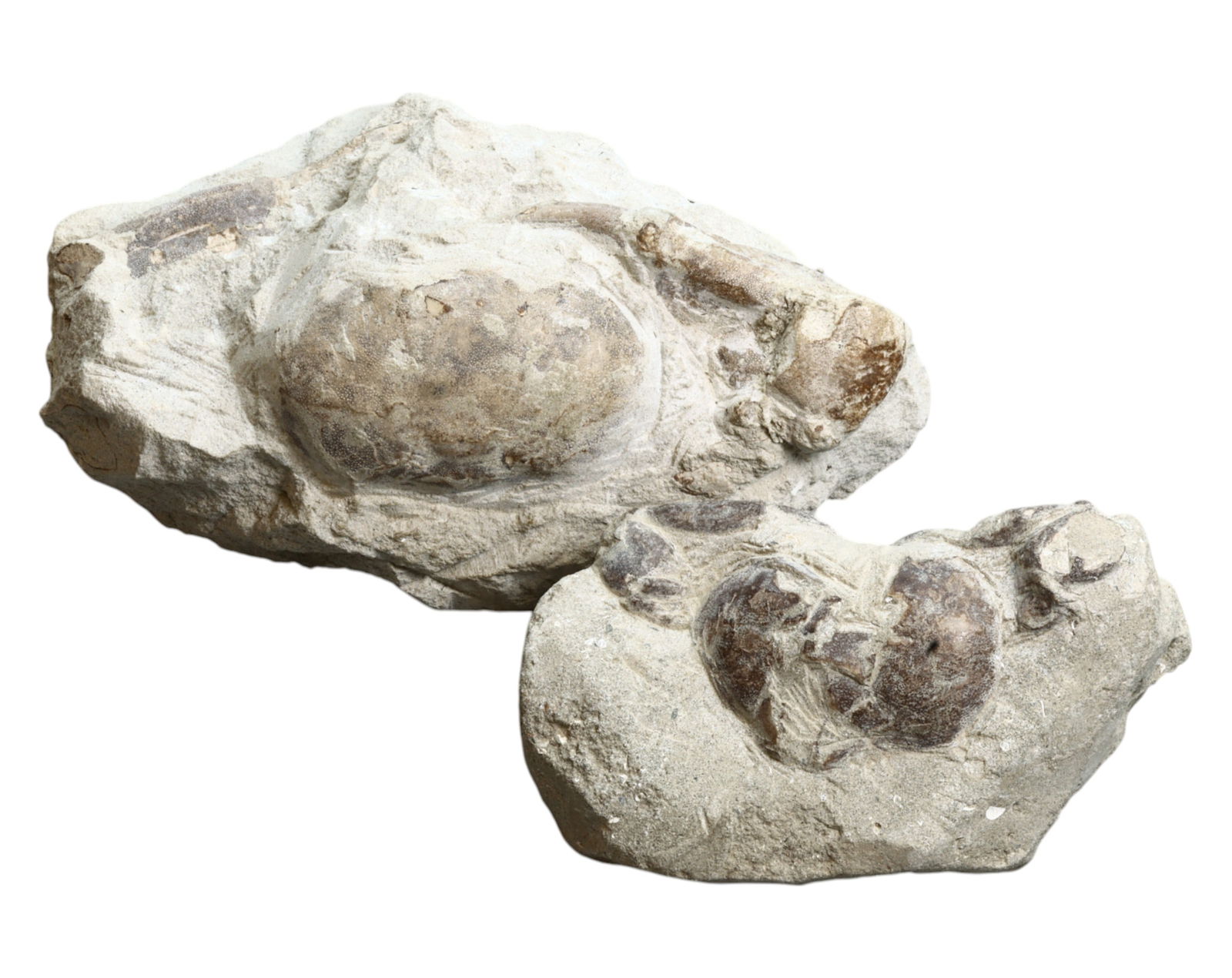 FOSSIL: Cretaceous Fossilized Crab - Exceptional Specimen, 8.5-11.5cm, 410g: A remarkable fossilized crab from the Cretaceous period, exhibiting well-preserved morphological features, including distinct claws, a rounded carapace, and detailed exoskeletal texture. This specimen