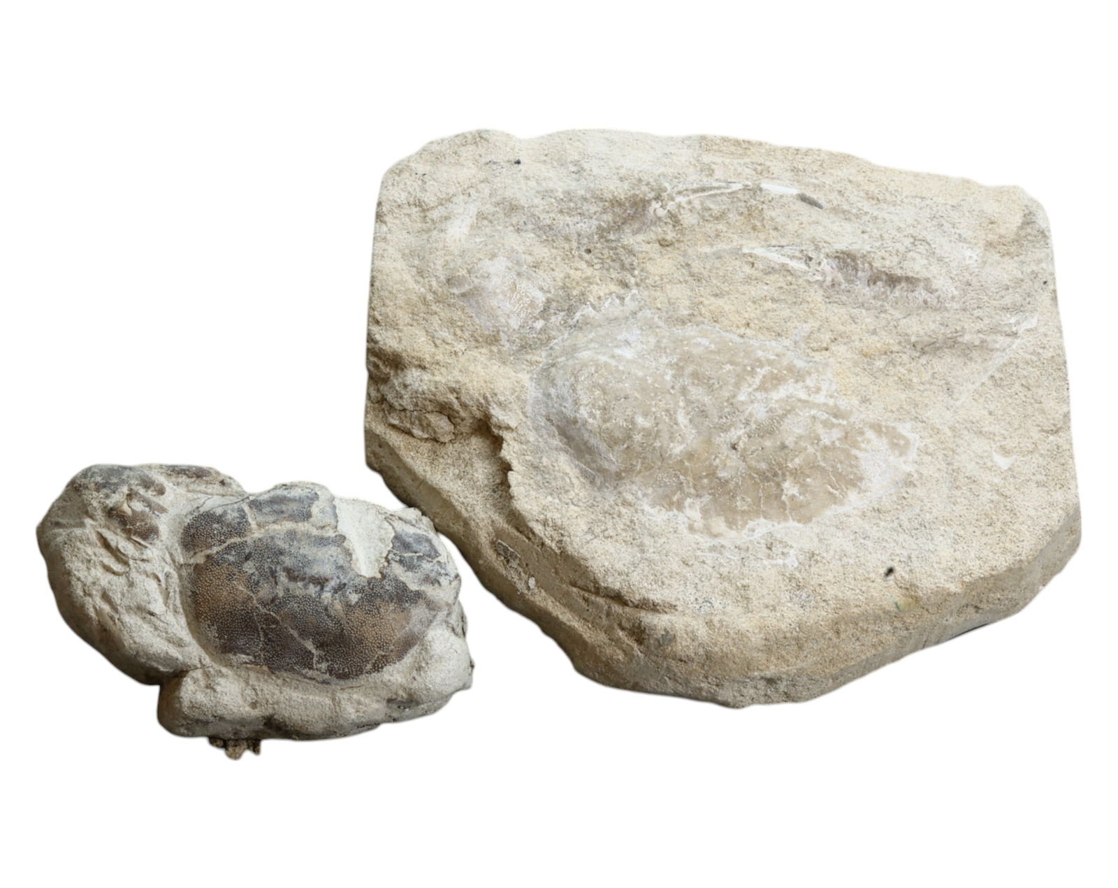 FOSSIL: Cretaceous Fossilized Crab - Exceptional Specimen, 7-12cm, 300g (1 of 1)