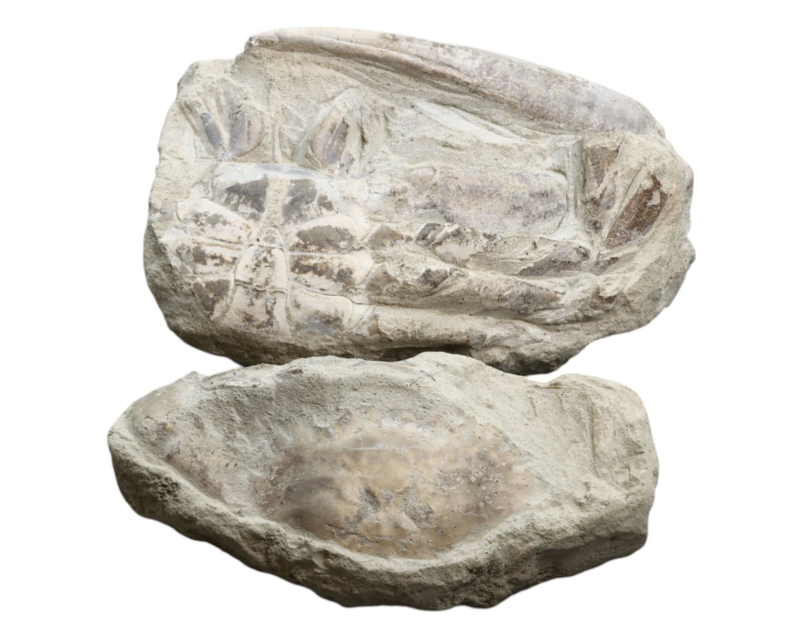 FOSSIL: Cretaceous Fossilized Crab - Exceptional Specimen, 12.5-13cm, 760g (1 of 1)