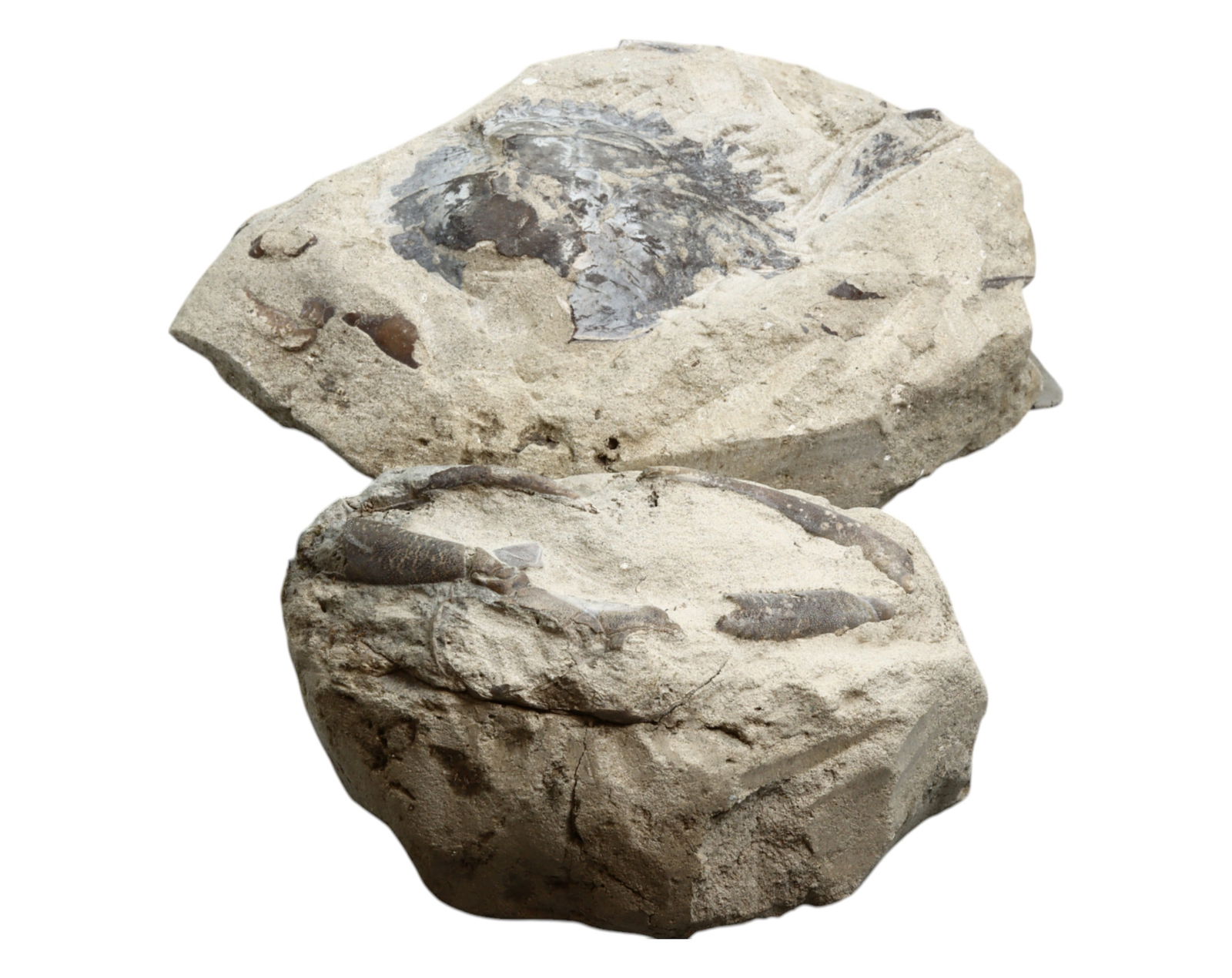 FOSSIL: Cretaceous Fossilized Crab - Exceptional Specimen, 10-13cm,883g (1 of 1)