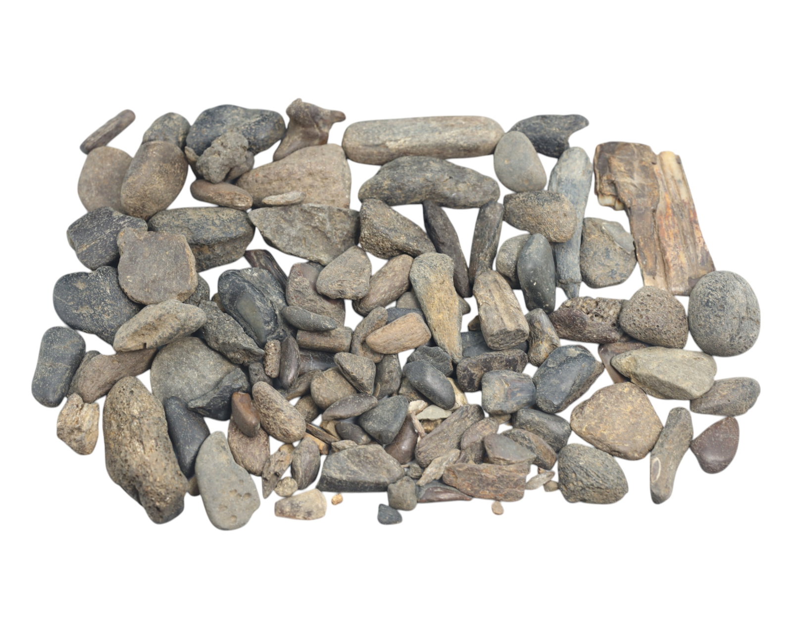 MEGALODON: Fossilized Shark Teeth Fragments - 247g, 1-4cm: A remarkable collection fossilized Megalodon teeth fragments, collectively weighing 247 grams, with individual pieces ranging from 1cm to 4cm. These prehistoric relics, preserved in varying shades of 