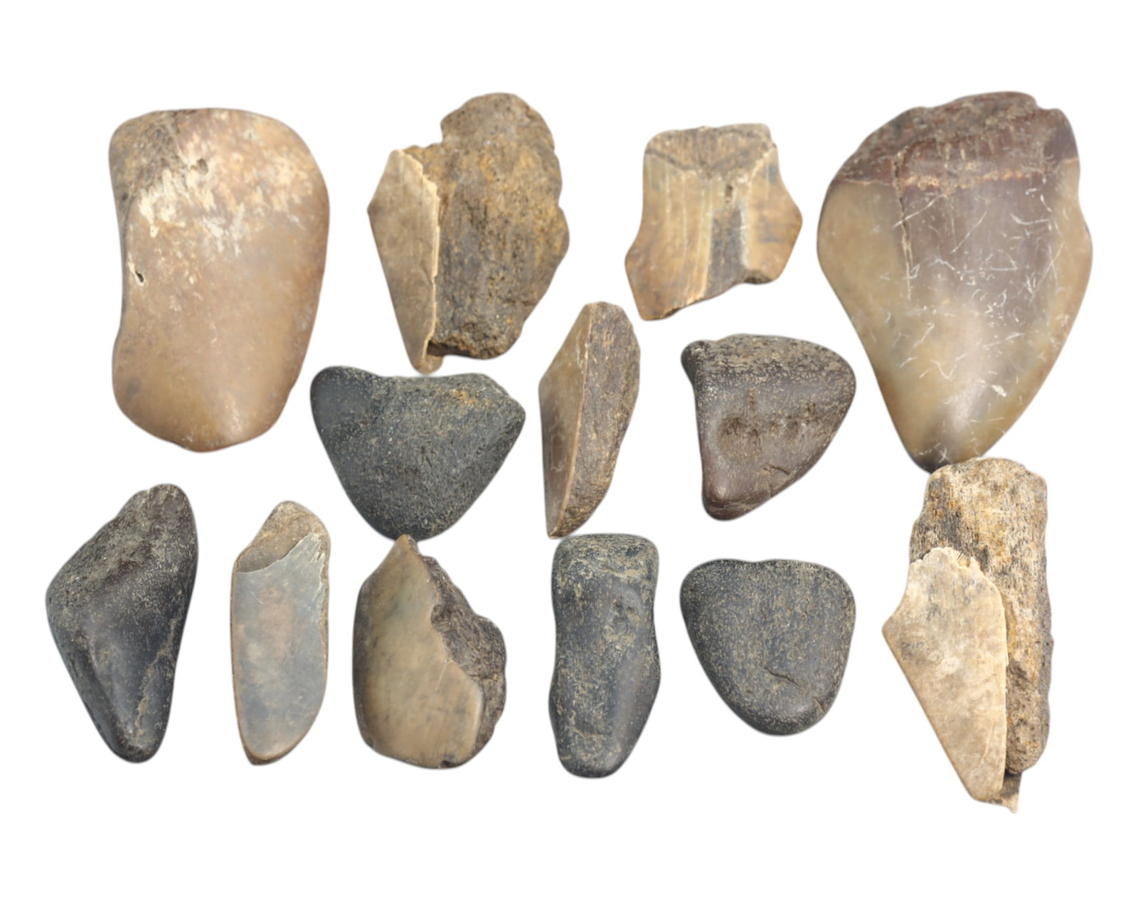 MEGALODON: Fossilized Shark Teeth Fragments - 156g, 2-6cm: A remarkable collection of 13 fossilized Megalodon teeth fragments, collectively weighing 156 grams, with individual pieces ranging from 2 cm to 6cm. These prehistoric relics, preserved in varying sha