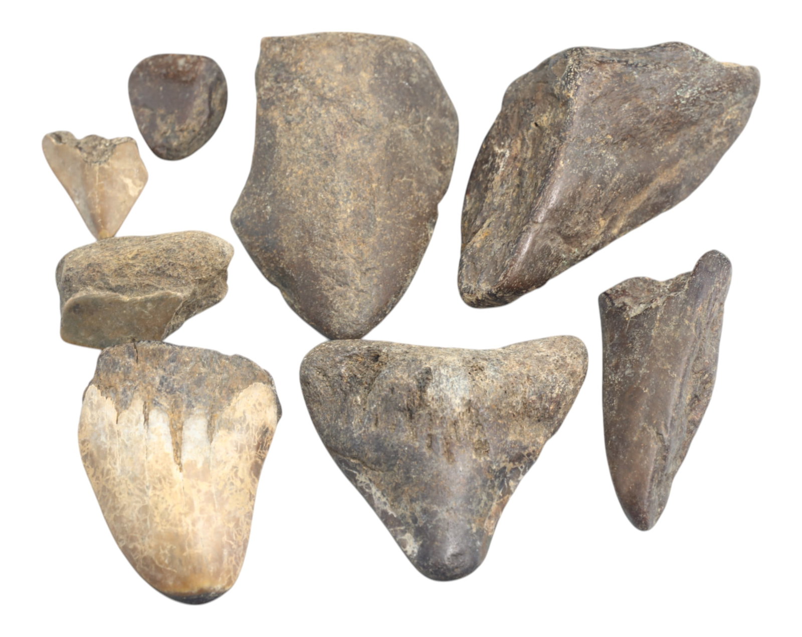 MEGALODON: Fossilized Shark Teeth Fragments - 253g, 2-6cm: A remarkable collection of eigth fossilized Megalodon teeth fragments, collectively weighing 253 grams, with individual pieces ranging from 2cm to 6cm. These prehistoric relics, preserved in varying s