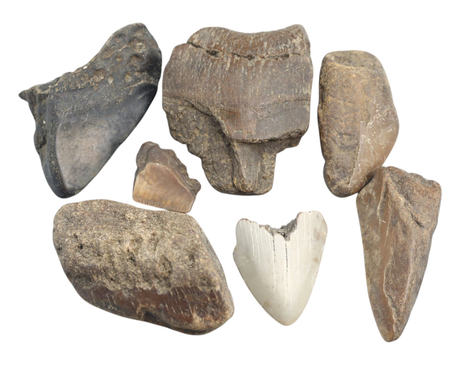 MEGALODON: Fossilized Shark Teeth Fragments - 332g, 2-7cm: A remarkable collection of seven fossilized Megalodon teeth fragments, collectively weighing 332 grams, with individual pieces ranging from 2cm to 7cm. These prehistoric relics, preserved in varying s