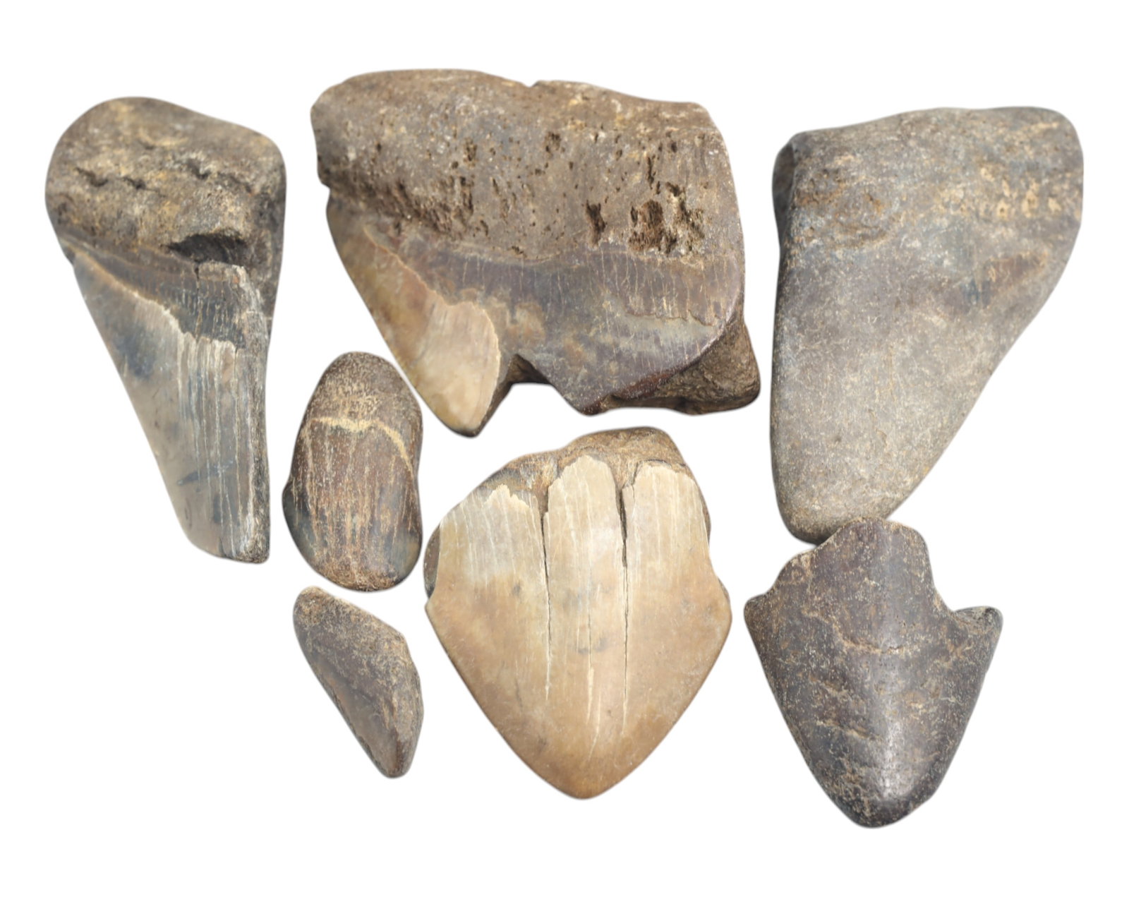 MEGALODON: Fossilized Shark Teeth Fragments - 328g,3-8cm: A remarkable collection of seven fossilized Megalodon teeth fragments, collectively weighing 328 grams, with individual pieces ranging from 3cm to 8cm. These prehistoric relics, preserved in varying s