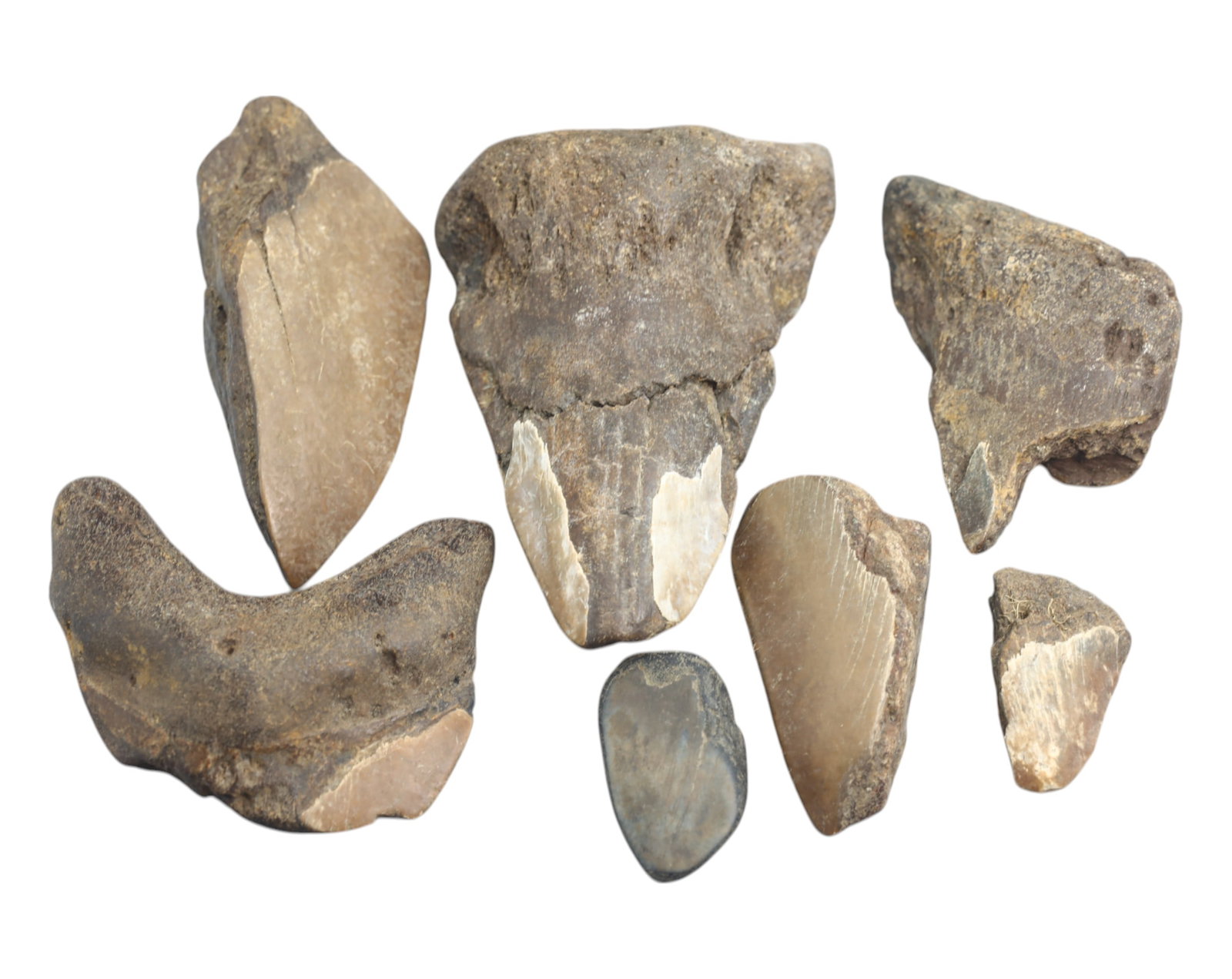 MEGALODON: Fossilized Shark Teeth Fragments - 296g, 3-9cm: A remarkable collection of seven fossilized Megalodon teeth fragments, collectively weighing 296 grams, with individual pieces ranging from 3cm to 9cm. These prehistoric relics, preserved in varying s
