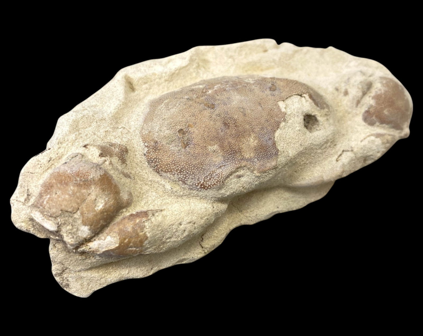 FOSSIL: Cretaceous Fossilized Crab - Exceptional Specimen, 4.8x10.1cm, 118g: A remarkable fossilized crab from the Cretaceous period, exhibiting well-preserved morphological features, including distinct claws, a rounded carapace, and detailed exoskeletal texture. This specimen