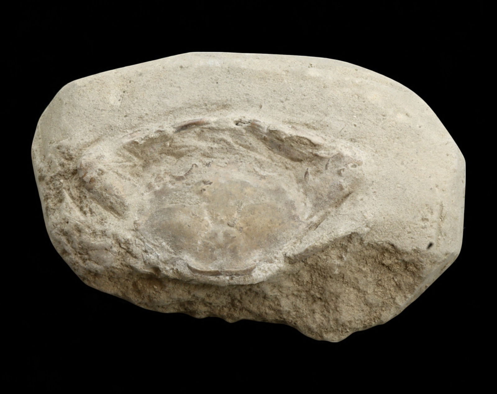 FOSSIL: Cretaceous Fossilized Crab - Exceptional Specimen, 7x11cm, 187g: A remarkable fossilized crab from the Cretaceous period, exhibiting well-preserved morphological features, including distinct claws, a rounded carapace, and detailed exoskeletal texture. This specimen