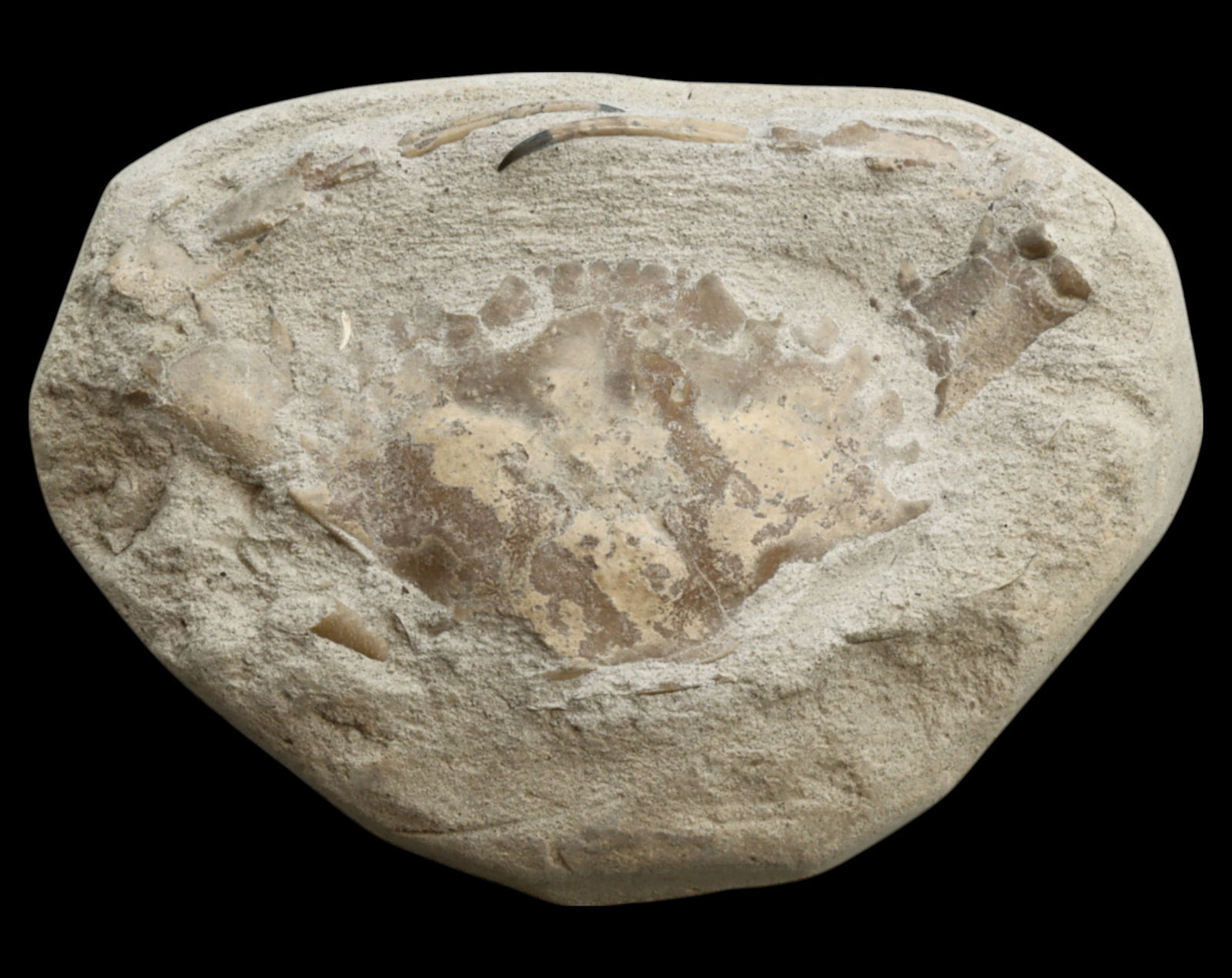 FOSSIL: Cretaceous Fossilized Crab - Exceptional Specimen, 7x10.5cm, 132g: A remarkable fossilized crab from the Cretaceous period, exhibiting well-preserved morphological features, including distinct claws, a rounded carapace, and detailed exoskeletal texture. This specimen