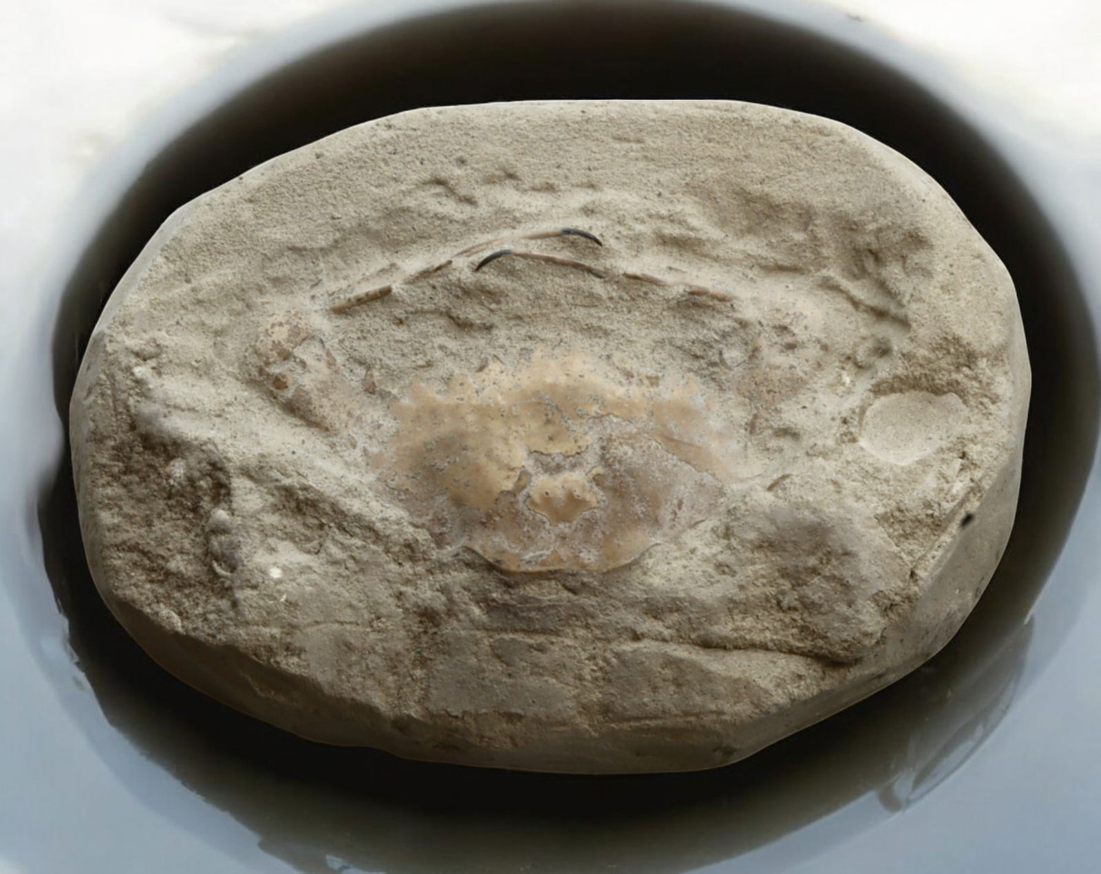 FOSSIL: Cretaceous Fossilized Crab - Exceptional Specimen, 7.5-10cm, 154g: A remarkable fossilized crab from the Cretaceous period, exhibiting well-preserved morphological features, including distinct claws, a rounded carapace, and detailed exoskeletal texture. This specimen