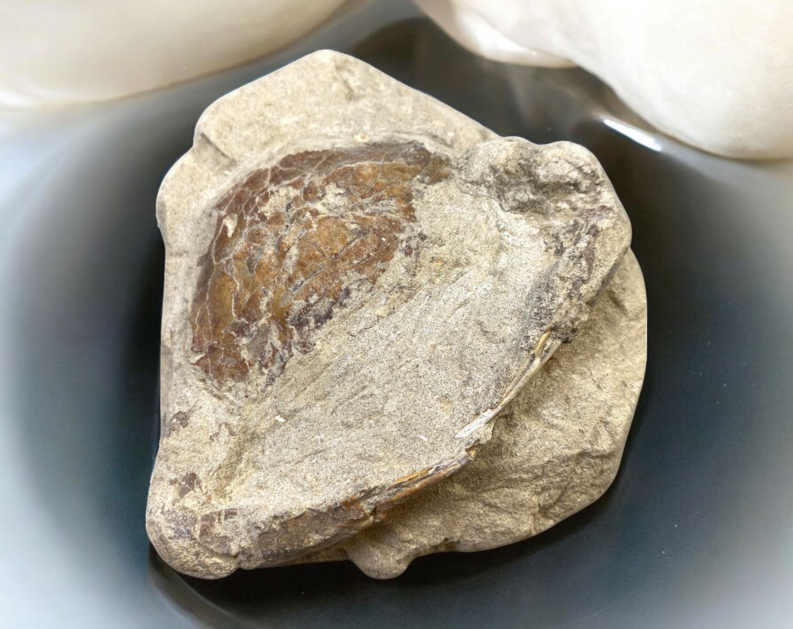 FOSSIL: Cretaceous Fossilized Crab - Exceptional Specimen, 9x11cm, 549g: A remarkable fossilized crab from the Cretaceous period, exhibiting well-preserved morphological features, including distinct claws, a rounded carapace, and detailed exoskeletal texture. This specimen