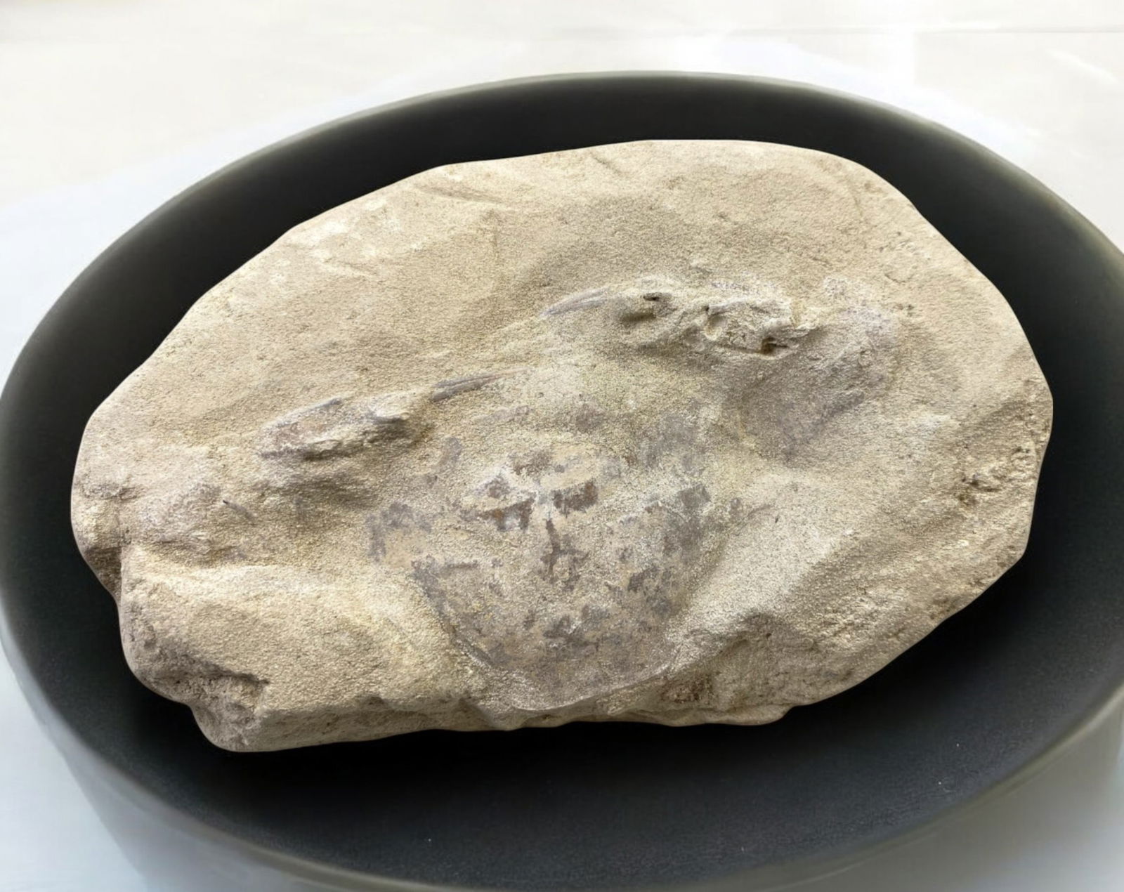 FOSSIL: Cretaceous Fossilized Crab - Exceptional Specimen, 8.3x12.1cm, 293g: A remarkable fossilized crab from the Cretaceous period, exhibiting well-preserved morphological features, including distinct claws, a rounded carapace, and detailed exoskeletal texture. This specimen