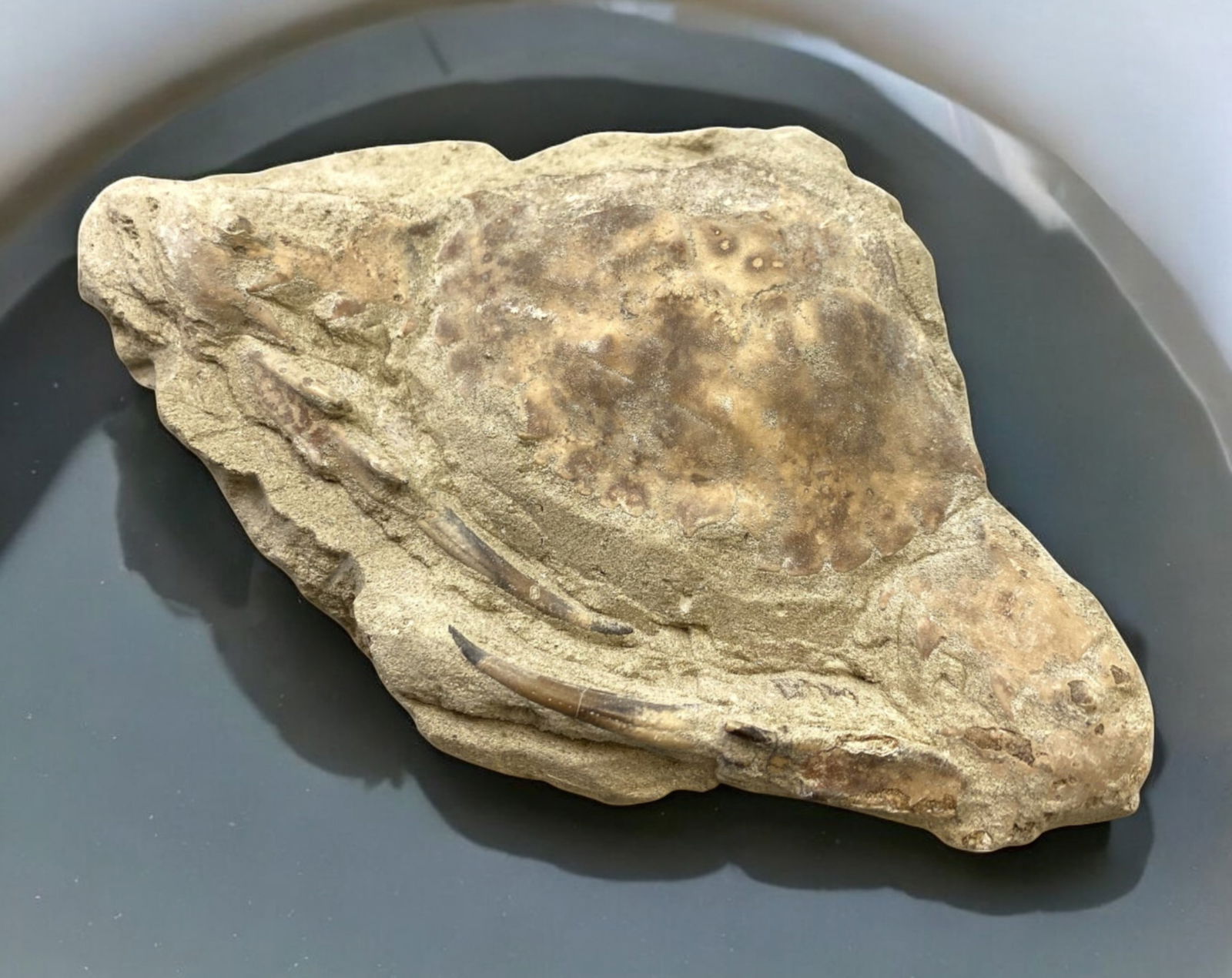 FOSSIL: Cretaceous Fossilized Crab - Exceptional Specimen, 7.5x13cm, 201g: A remarkable fossilized crab from the Cretaceous period, exhibiting well-preserved morphological features, including distinct claws, a rounded carapace, and detailed exoskeletal texture. This specimen
