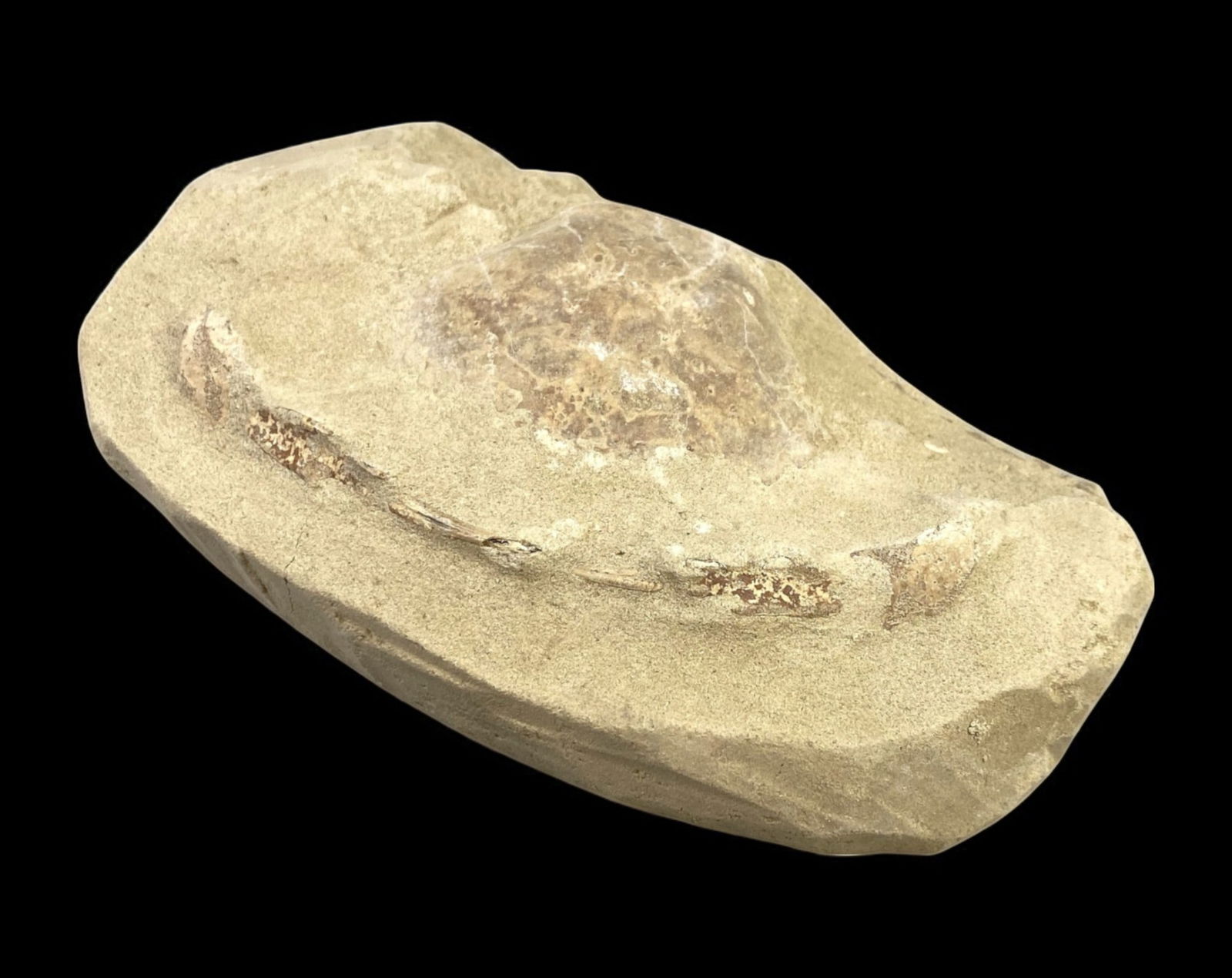 FOSSIL: Cretaceous Fossilized Crab - Exceptional Specimen, 8.2x14.5cm, 333g: A remarkable fossilized crab from the Cretaceous period, exhibiting well-preserved morphological features, including distinct claws, a rounded carapace, and detailed exoskeletal texture. This specimen