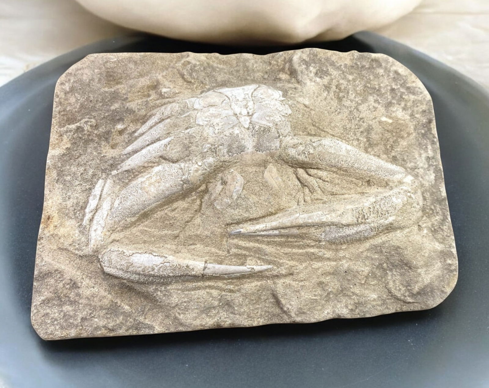 FOSSIL: Cretaceous Fossilized Crab - Exceptional Specimen, 11x16.1cm, 834g: A remarkable fossilized crab from the Cretaceous period, exhibiting well-preserved morphological features, including distinct claws, a rounded carapace, and detailed exoskeletal texture. This specimen
