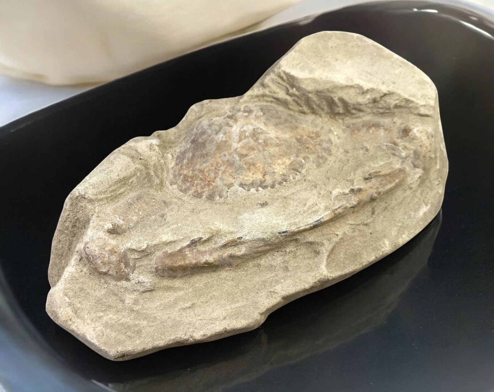 FOSSIL: Cretaceous Fossilized Crab - Exceptional Specimen, 10.6x18.9cm, 739g: A remarkable fossilized crab from the Cretaceous period, exhibiting well-preserved morphological features, including distinct claws, a rounded carapace, and detailed exoskeletal texture. This specimen