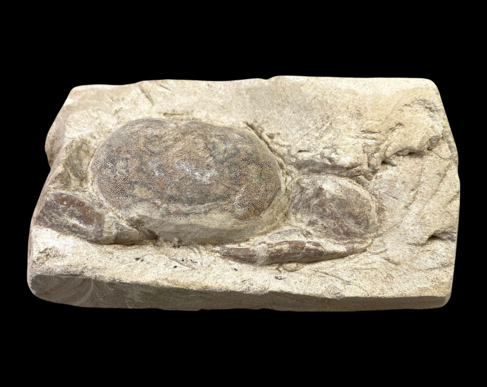 FOSSIL: Cretaceous Fossilized Crab - Exceptional Specimen, 7.2x12.2cm, 342g: A remarkable fossilized crab from the Cretaceous period, exhibiting well-preserved morphological features, including distinct claws, a rounded carapace, and detailed exoskeletal texture. This specimen