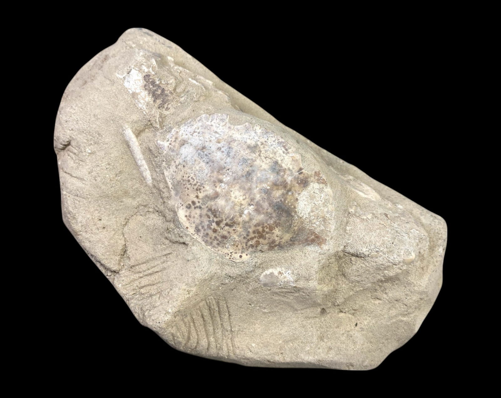 FOSSIL: Cretaceous Fossilized Crab, 9.2x17.1cm,: A remarkable fossilized crab from the Cretaceous period, exhibiting well-preserved morphological features, including distinct claws, a rounded carapace, and detailed exoskeletal texture. This specimen