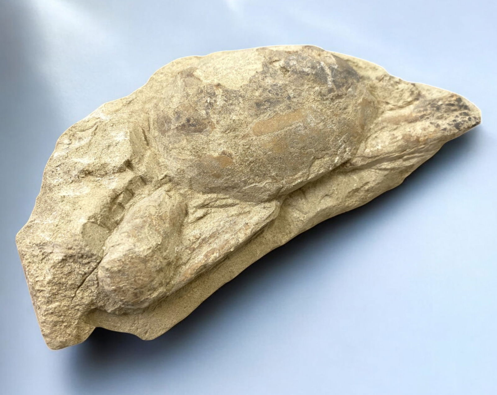 FOSSIL: Cretaceous Fossilized Crab - Exceptional Specimen, 7.5x16.5cm, 405g: A remarkable fossilized crab from the Cretaceous period, exhibiting well-preserved morphological features, including distinct claws, a rounded carapace, and detailed exoskeletal texture. This specimen