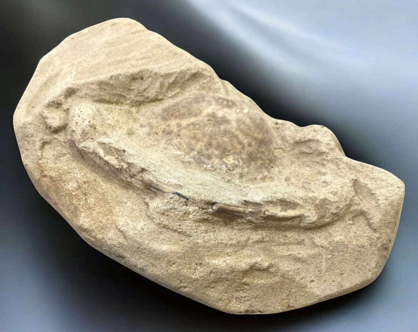 FOSSIL: Cretaceous Fossilized Crab - Exceptional Specimen, 7.8x14cm, 263g: A remarkable fossilized crab from the Cretaceous period, exhibiting well-preserved morphological features, including distinct claws, a rounded carapace, and detailed exoskeletal texture. This specimen