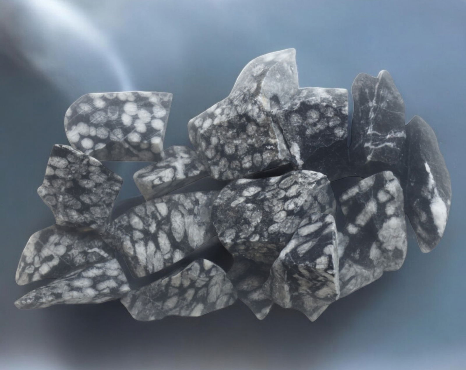 INDONESIA: Black Fossil Coral Rough Lot - 253g, 20-50mm, Prehistoric Marine Formation: A remarkable selection of fossilized coral rough, sourced from ancient Indonesian seabeds, weighing 253g with individual pieces measuring 20mm to 50mm. These striking specimens exhibit highly detailed