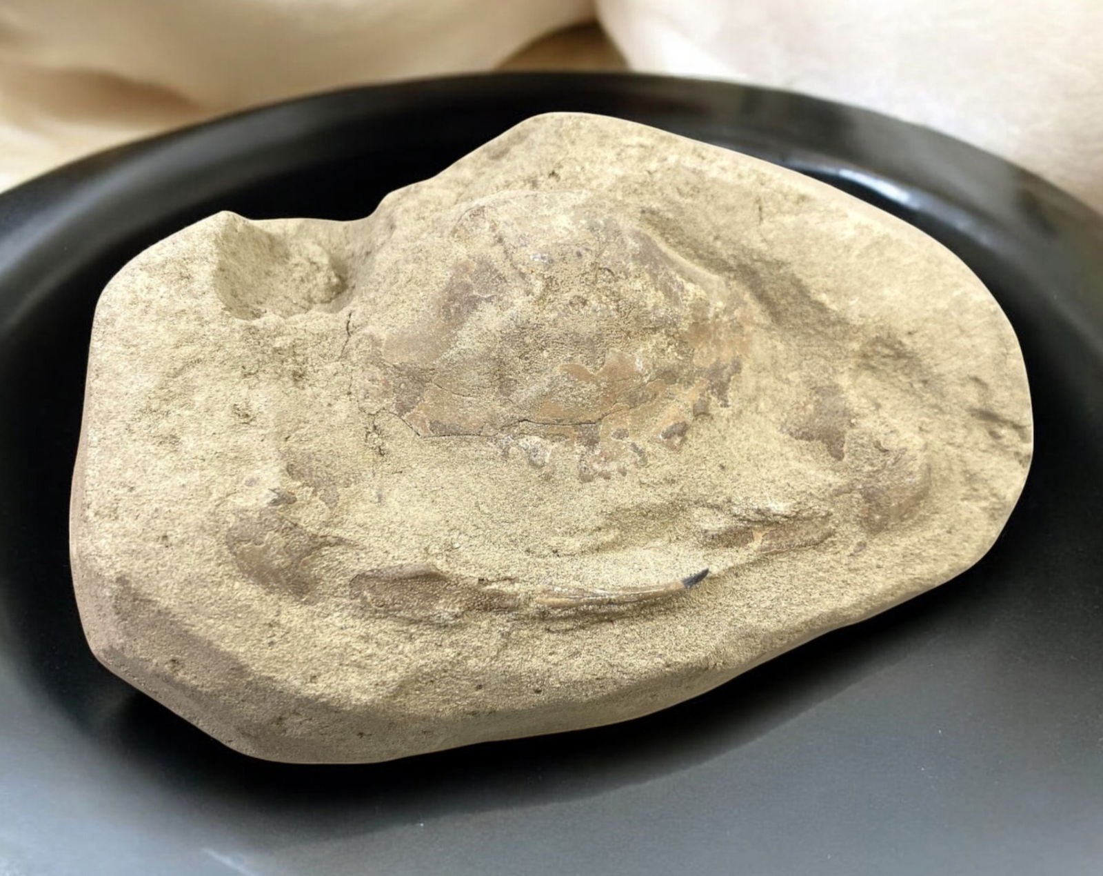 FOSSIL: Cretaceous Fossilized Crab - Exceptional Specimen, 7.5x12cm, 293g: A remarkable fossilized crab from the Cretaceous period, exhibiting well-preserved morphological features, including distinct claws, a rounded carapace, and detailed exoskeletal texture. This specimen