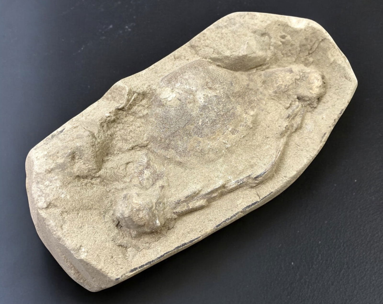 FOSSIL: Cretaceous Fossilized Crab - Exceptional Specimen, 7.7x16cm, 425g: A remarkable fossilized crab from the Cretaceous period, exhibiting well-preserved morphological features, including distinct claws, a rounded carapace, and detailed exoskeletal texture. This specimen