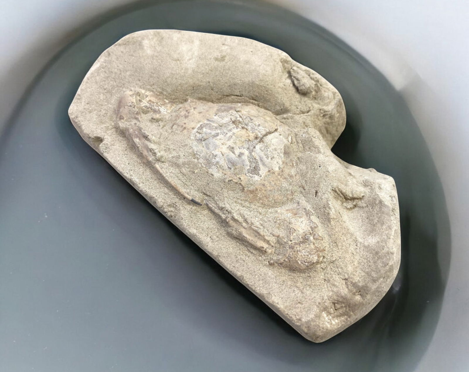 FOSSIL: Cretaceous Fossilized Crab - Exceptional Specimen, 8.4x14.1cm, 364g: A remarkable fossilized crab from the Cretaceous period, exhibiting well-preserved morphological features, including distinct claws, a rounded carapace, and detailed exoskeletal texture. This specimen